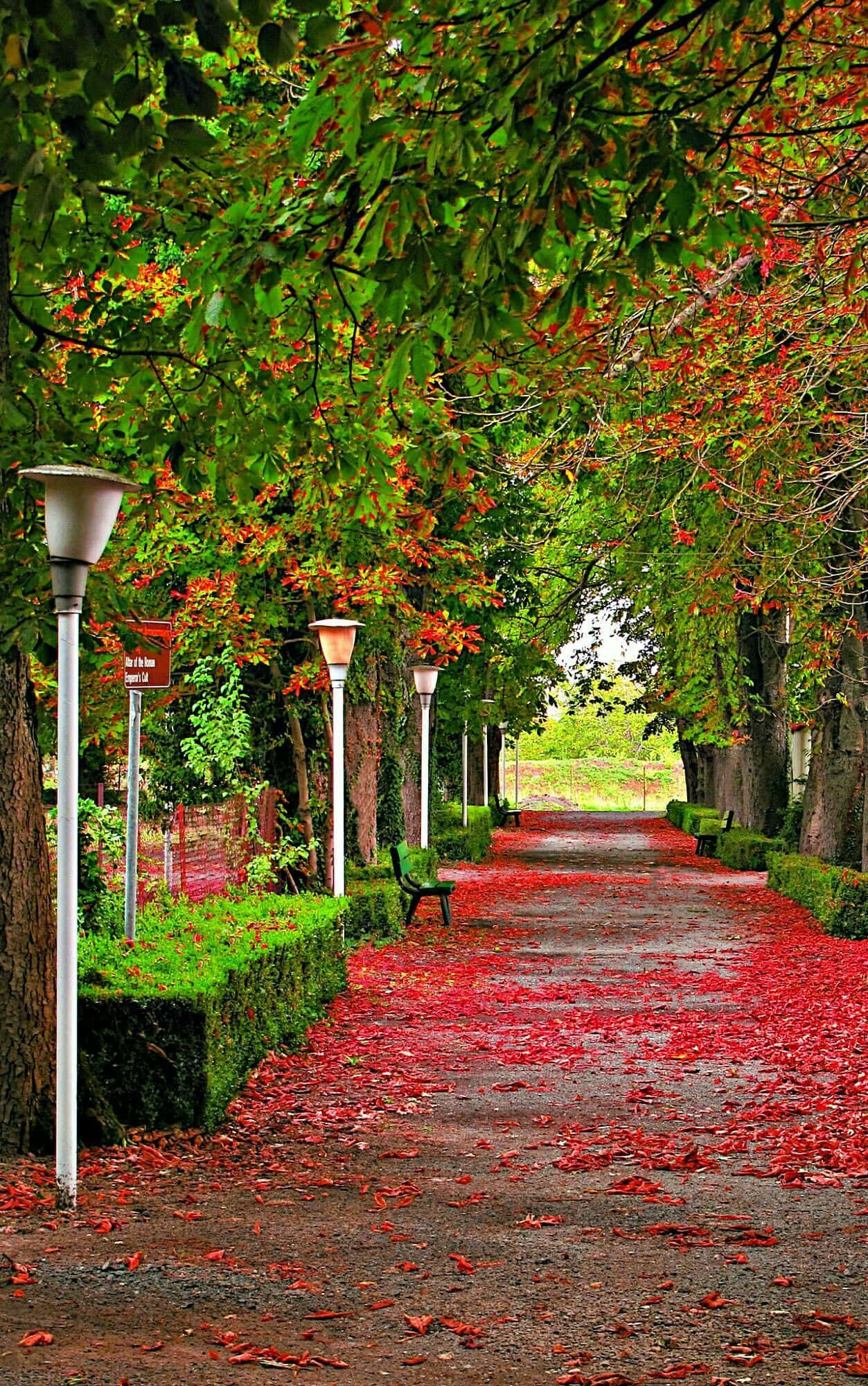 Autumnal Park Pathway, winding path, vibrant red leaves, Full HD Phone Wallpaper