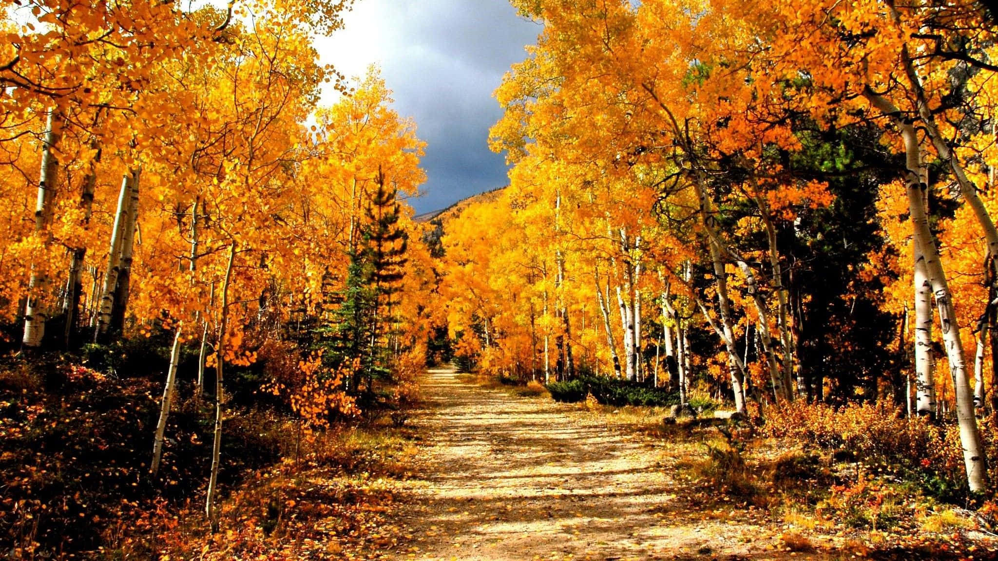 autumn trails, golden aspen forest, winding dirt path, Full HD Desktop Wallpaper