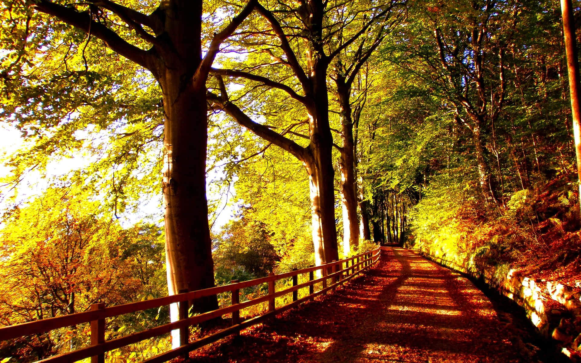 Autumn Trails, golden sunlight, autumn leaves, Full HD Desktop Wallpaper