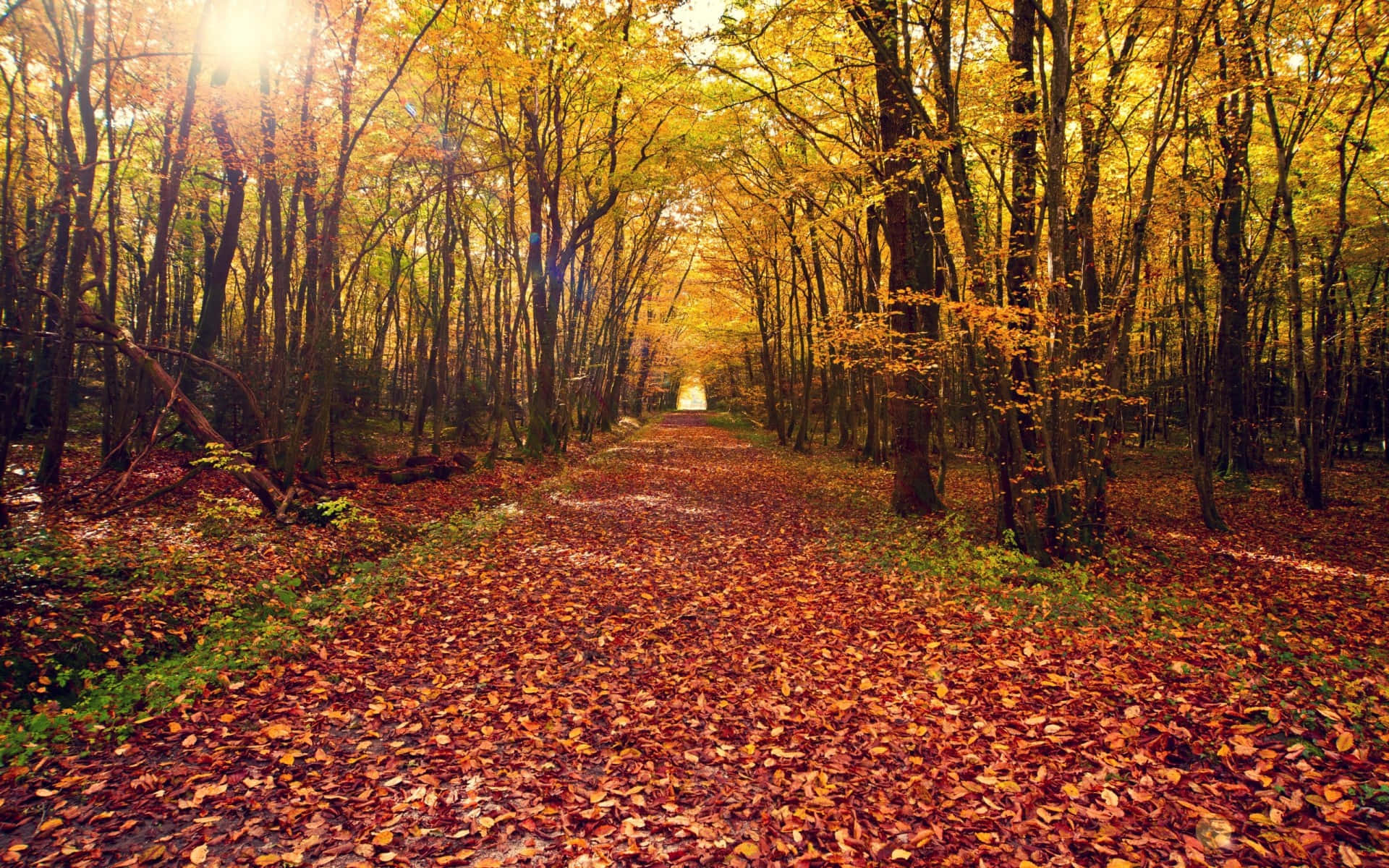 Autumn Trails, 1920 x 1200, sunlit autumn forest path, Full HD Desktop Wallpaper
