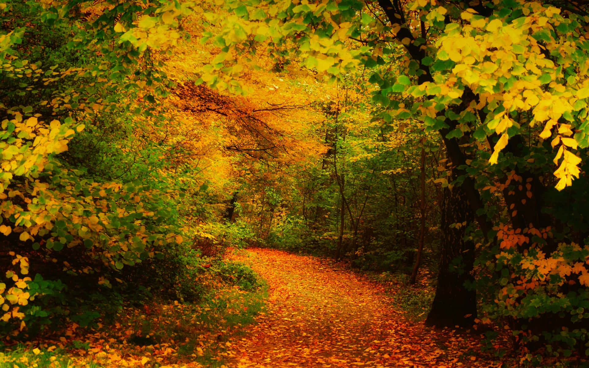 Autumn Trails, winding forest path, golden autumn leaves, Full HD Desktop Wallpaper
