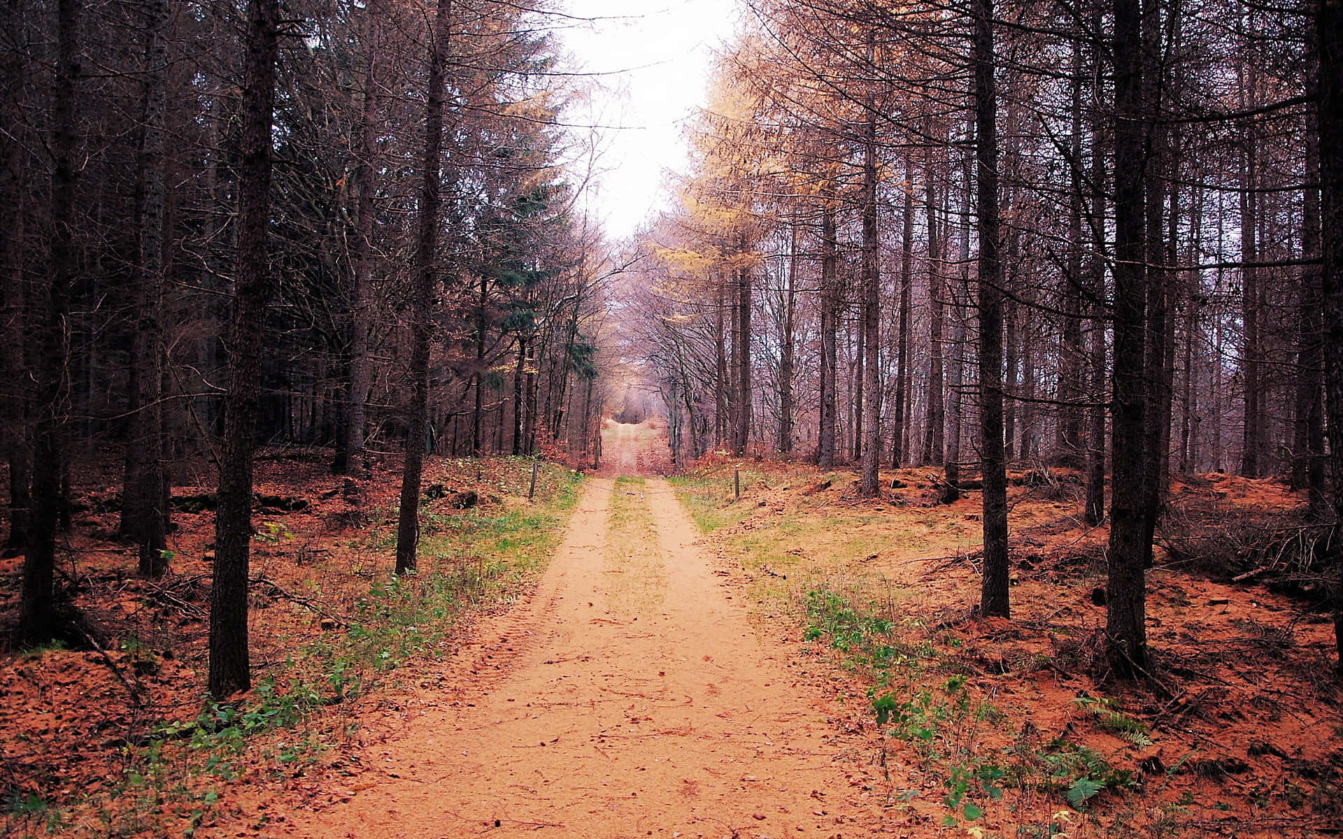 Autumn Trails, dirt path, dense forest, Full HD Desktop Wallpaper