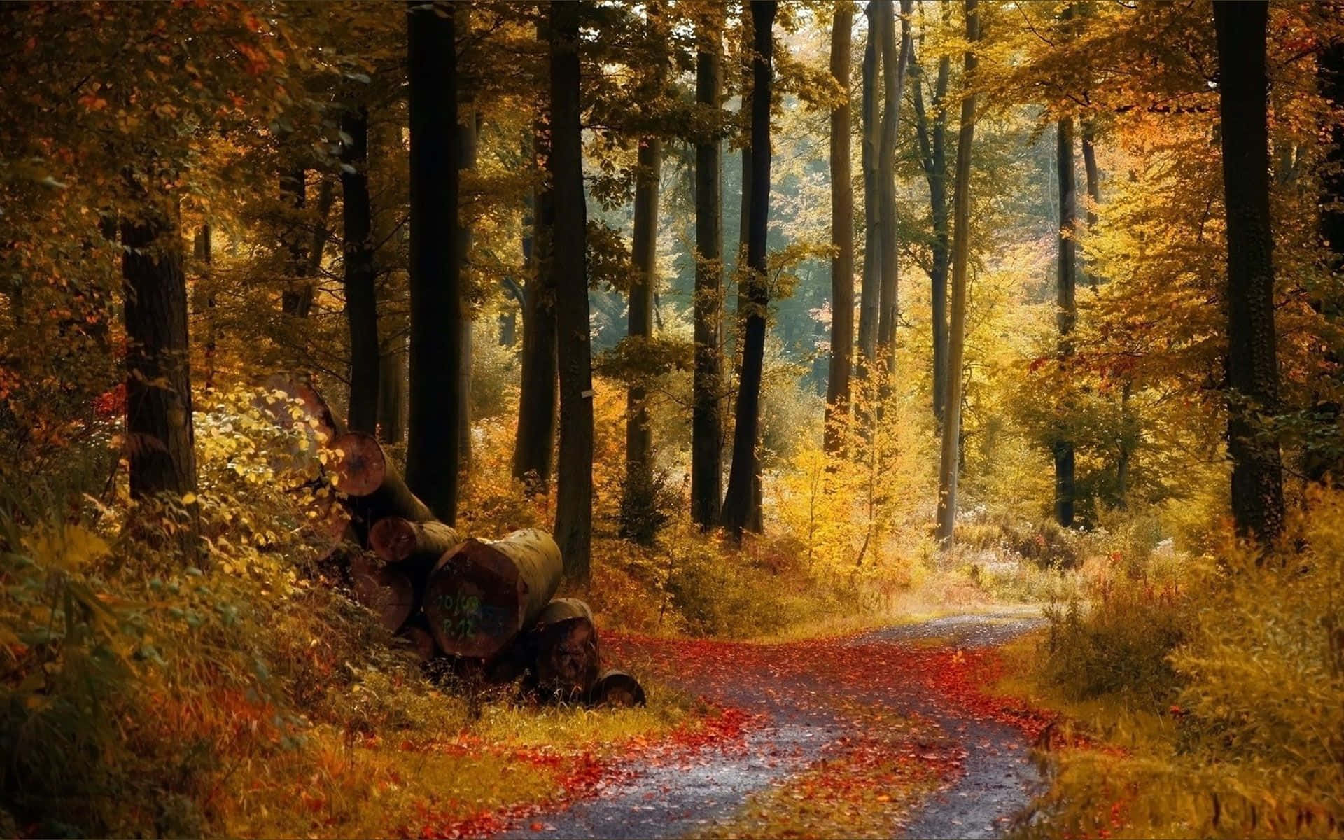 Autumn Trails, forest path, red leaves, Full HD Desktop Wallpaper