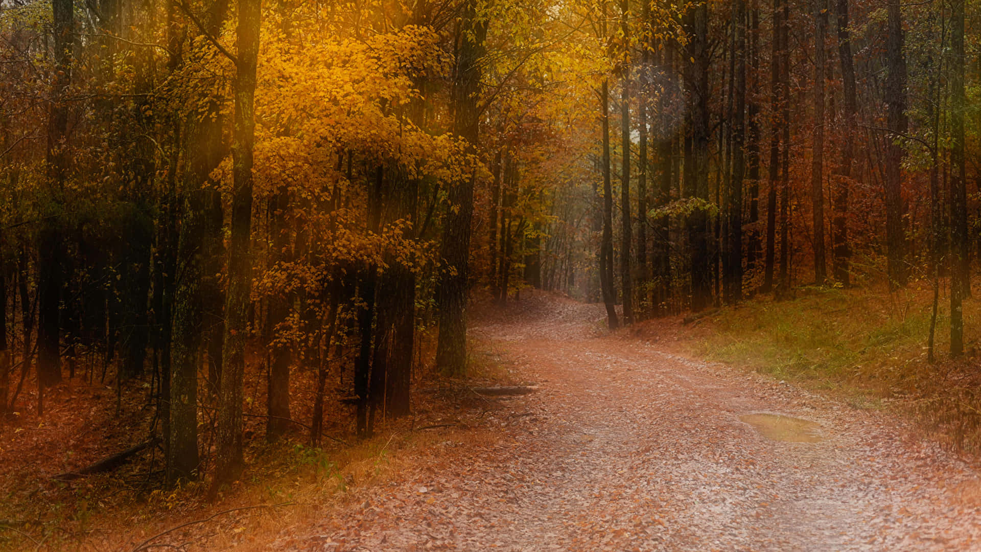 Autumn Trails, winding forest path, fallen leaves, Full HD Desktop Wallpaper