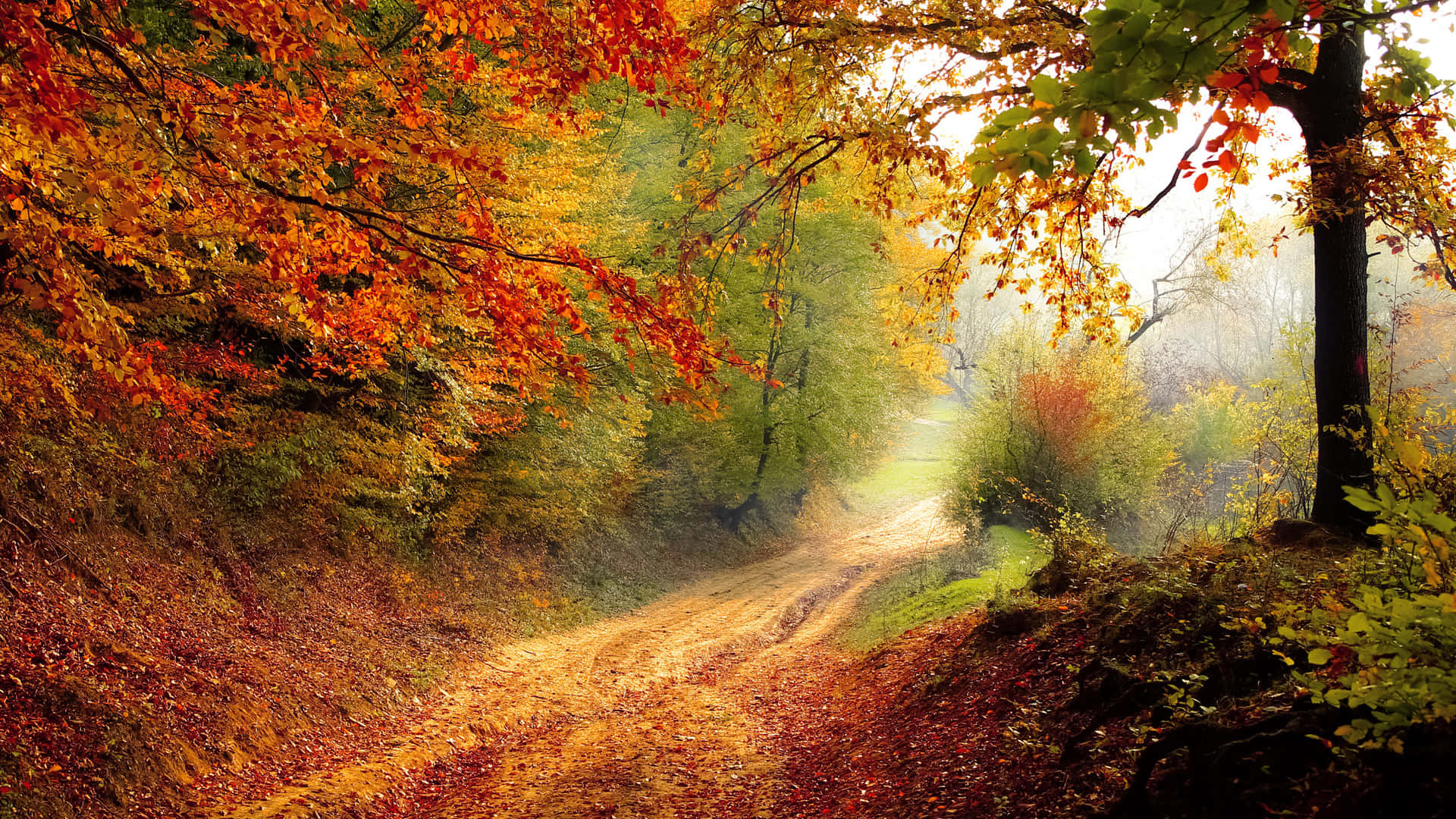 Autumn Trails, dirt path, misty forest, Full HD Desktop Wallpaper