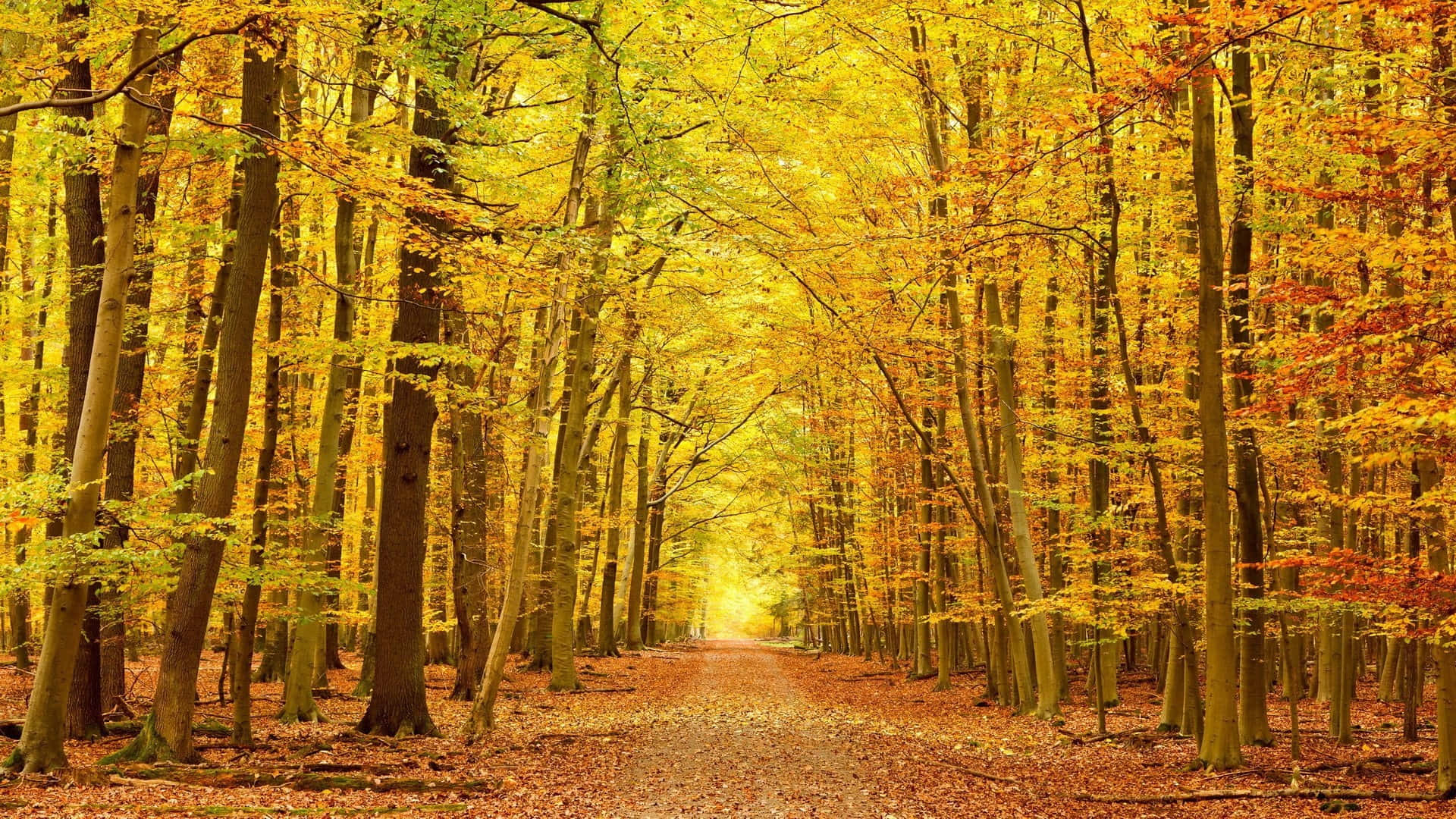 Autumn Trails, 1920 x 1080, sunlit path, Full HD Desktop Wallpaper