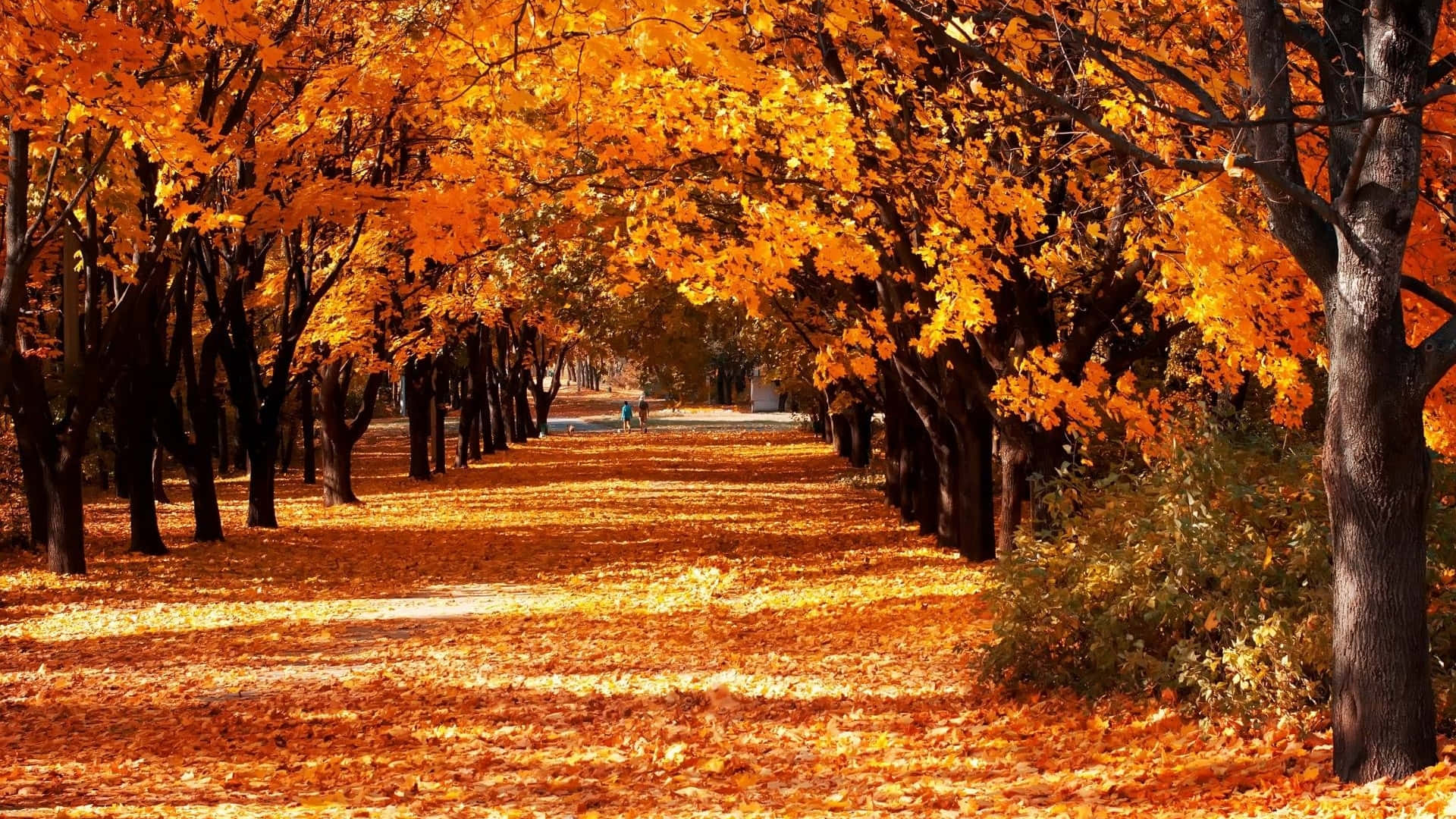 Autumn Trails, sunlit autumn path, trees with vibrant orange leaves, Full HD Desktop Wallpaper