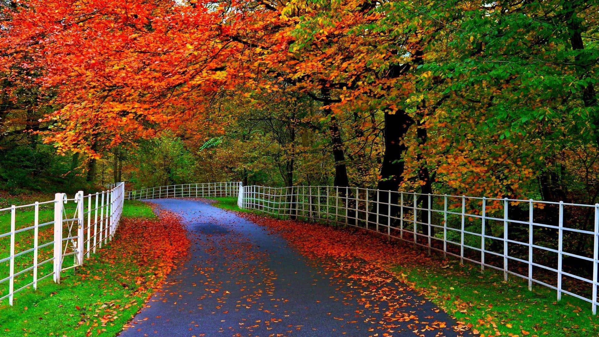 Autumn Trails, asphalt path, white fences, Full HD Desktop Wallpaper