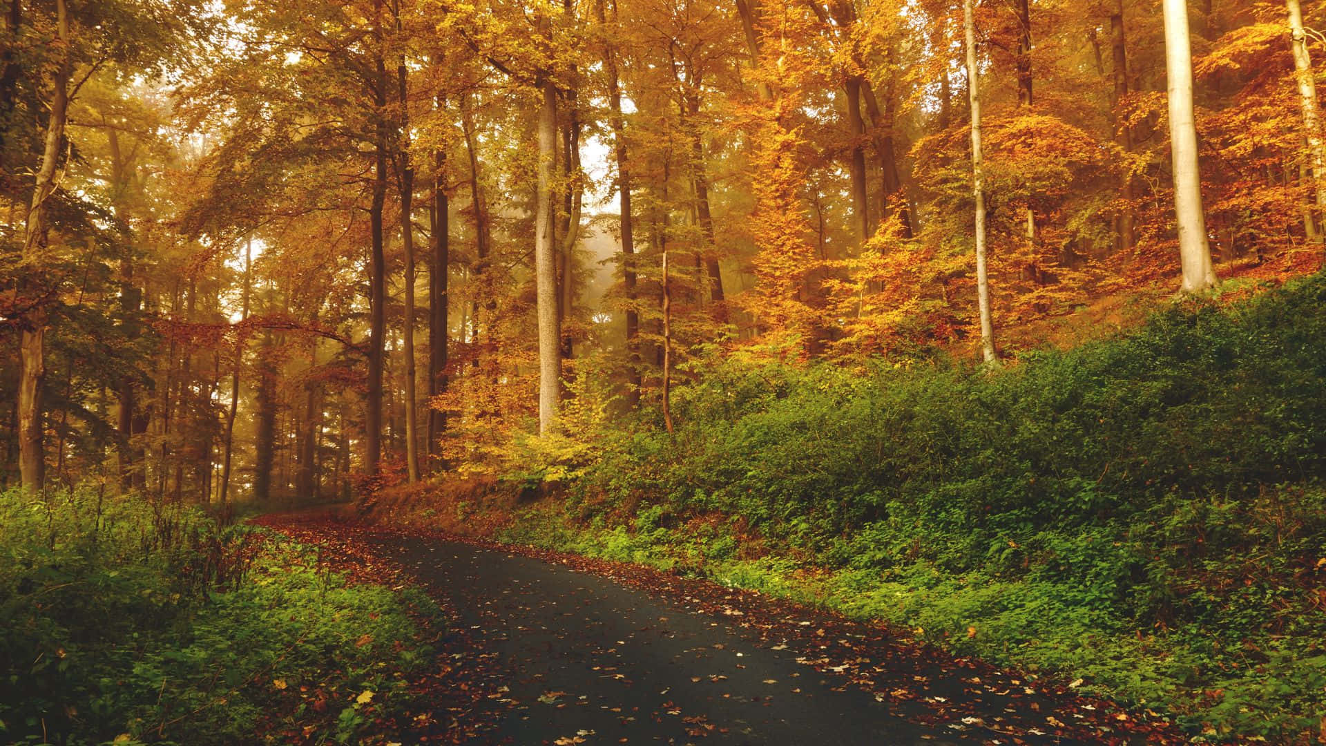 Autumn Trails, winding forest path, fallen leaves, Full HD Desktop Wallpaper