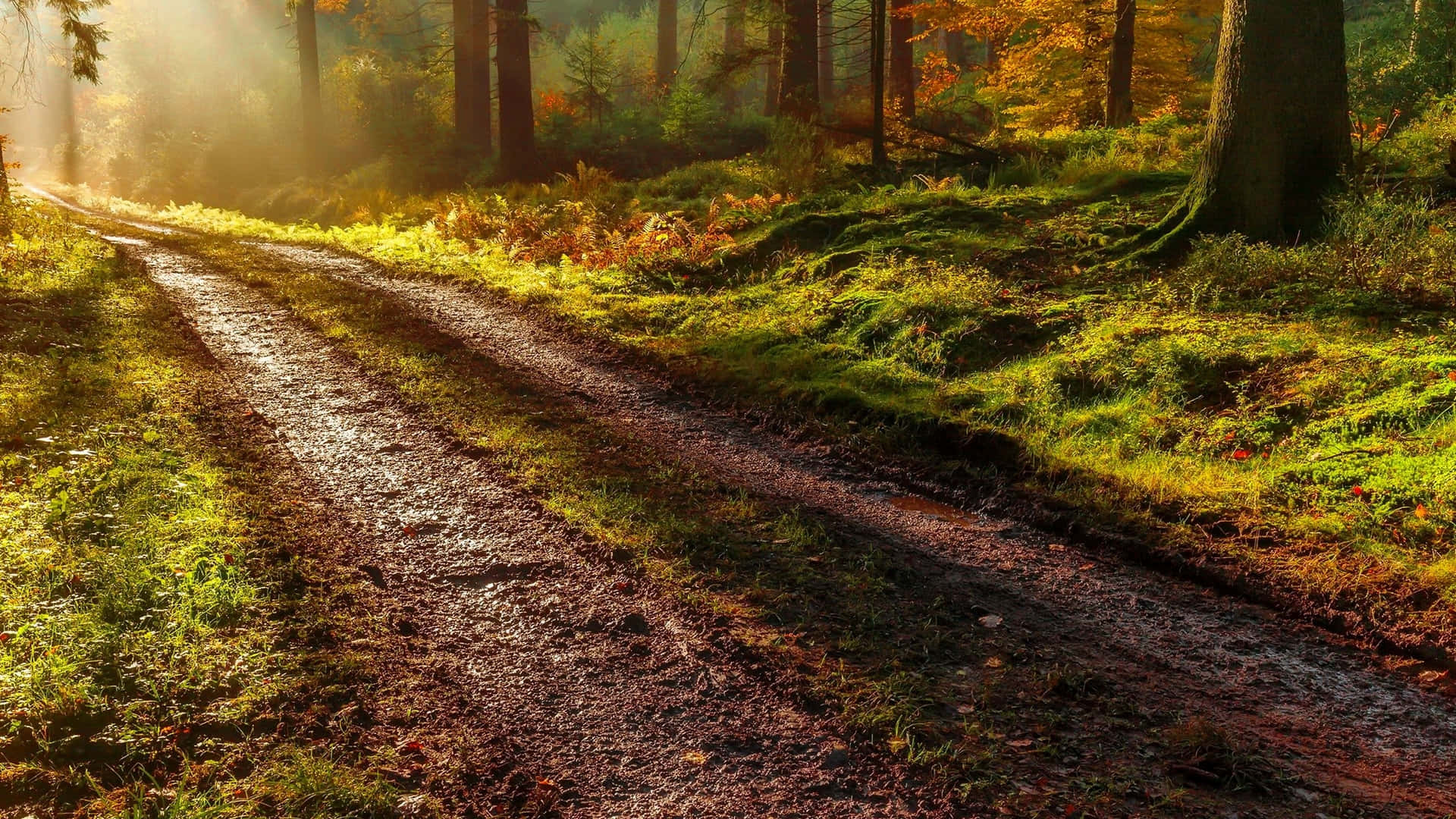 Autumn Trails, 1920 x 1080, golden beams, Full HD Desktop Wallpaper