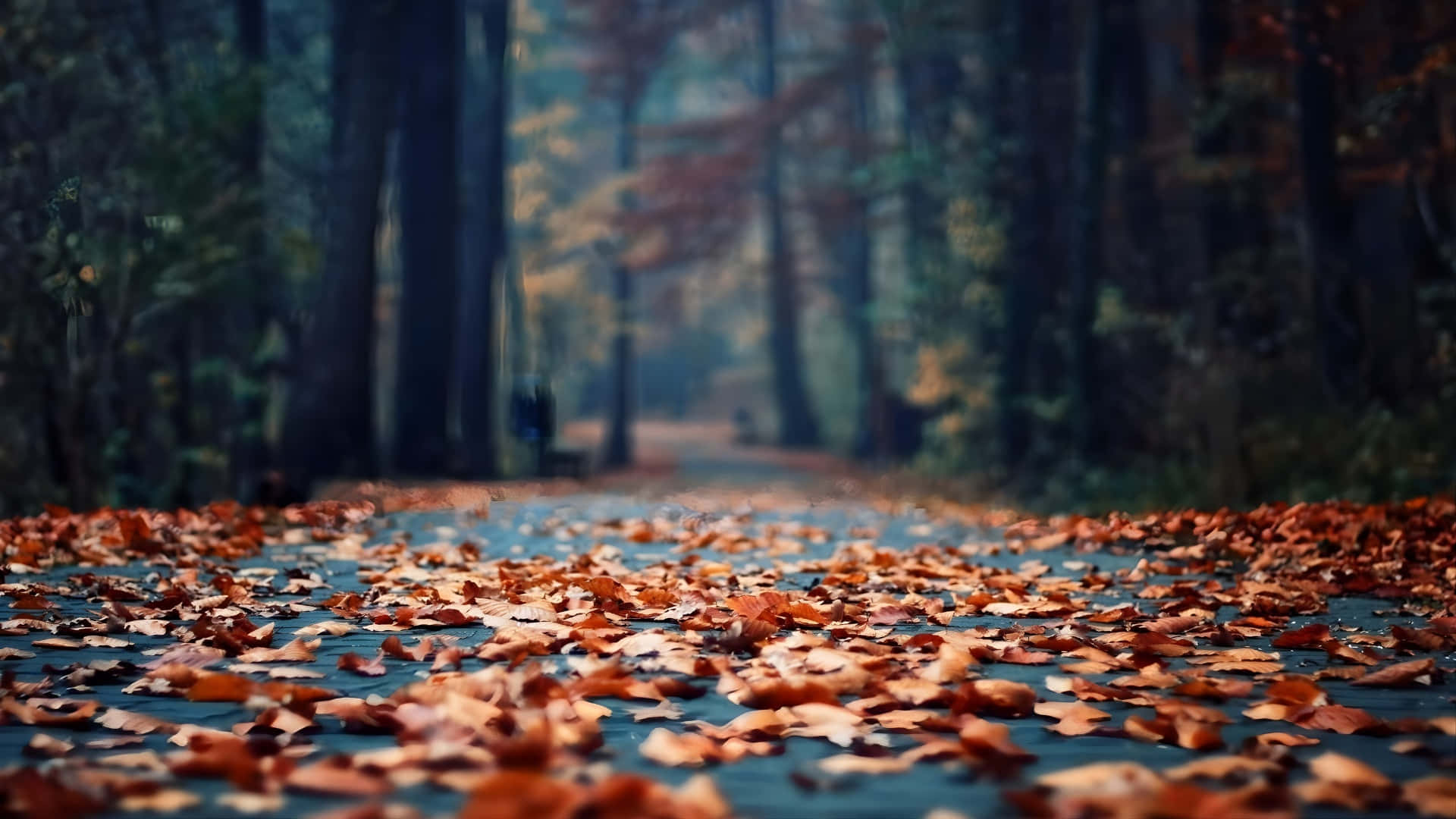 autumn leaves, winding forest path, vibrant orange, Full HD Desktop Wallpaper