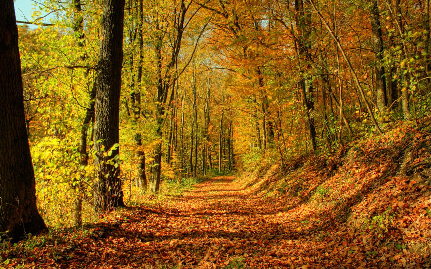 Autumn Trails, golden autumn leaves, vibrant yellow and orange foliage, HD Desktop Wallpaper