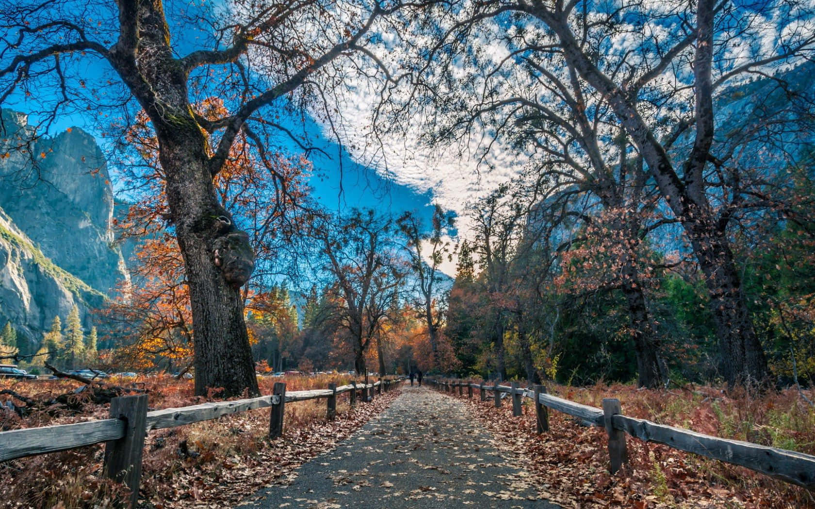 Autumn Trails, winding path, autumn trees, HD Desktop Wallpaper