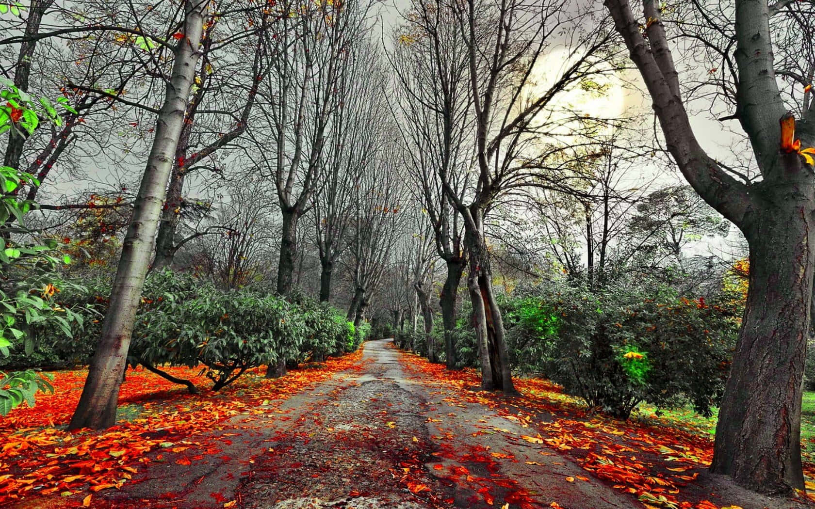 Autumn Trails, winding path, vibrant red and orange autumn leaves, HD Desktop Wallpaper