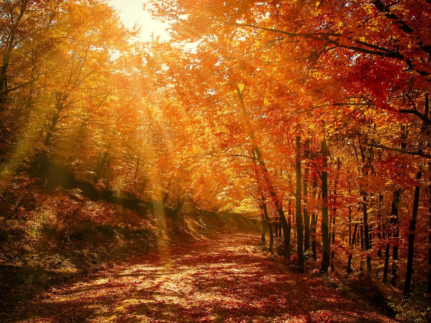 Autumn Trails, golden sunlight, fiery orange and red autumn leaves, HD Desktop Wallpaper