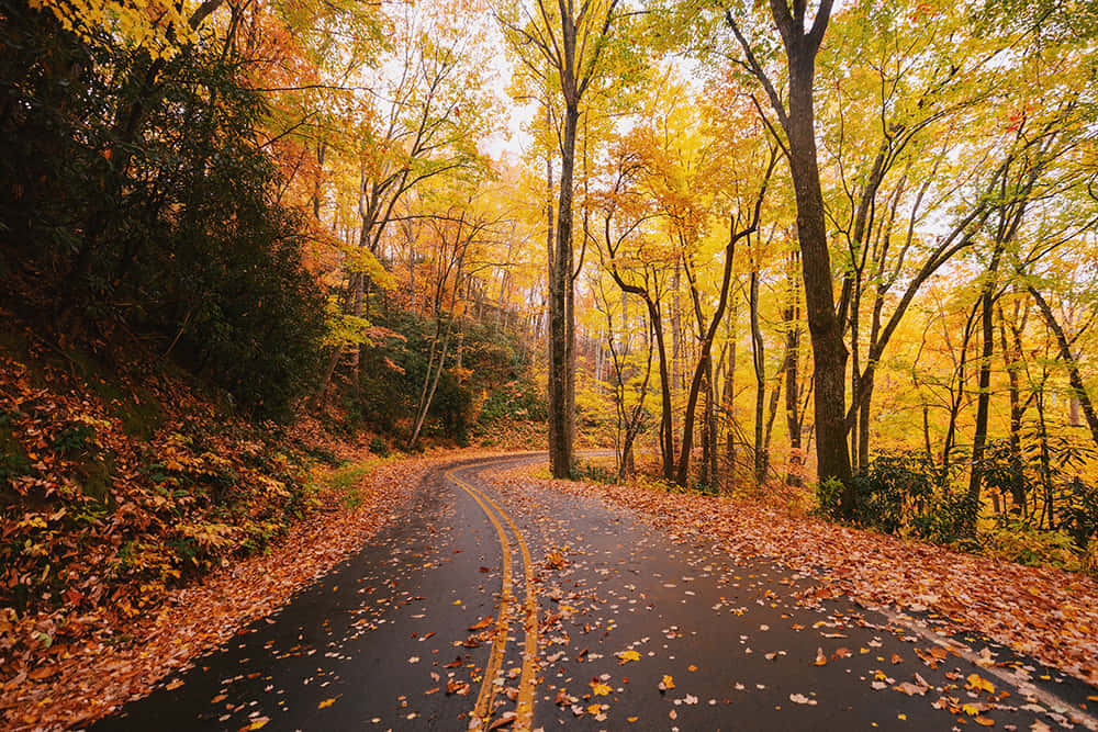 fall road, autumnal wonderland, winding road, SD Desktop Wallpaper