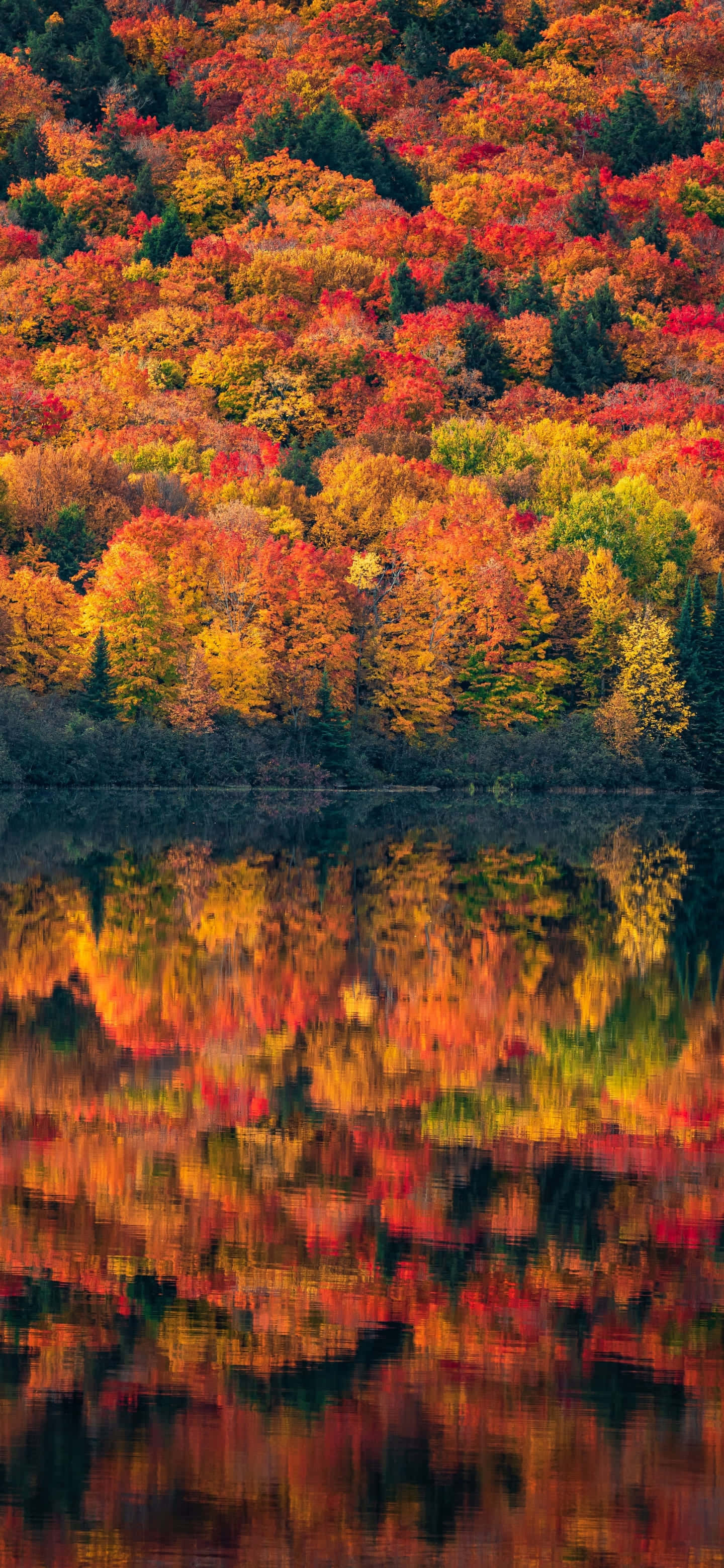 Autumn Reflections Lake Vertical, vibrant autumn forest, fiery red orange and yellow leaves, 2K Phone Wallpaper