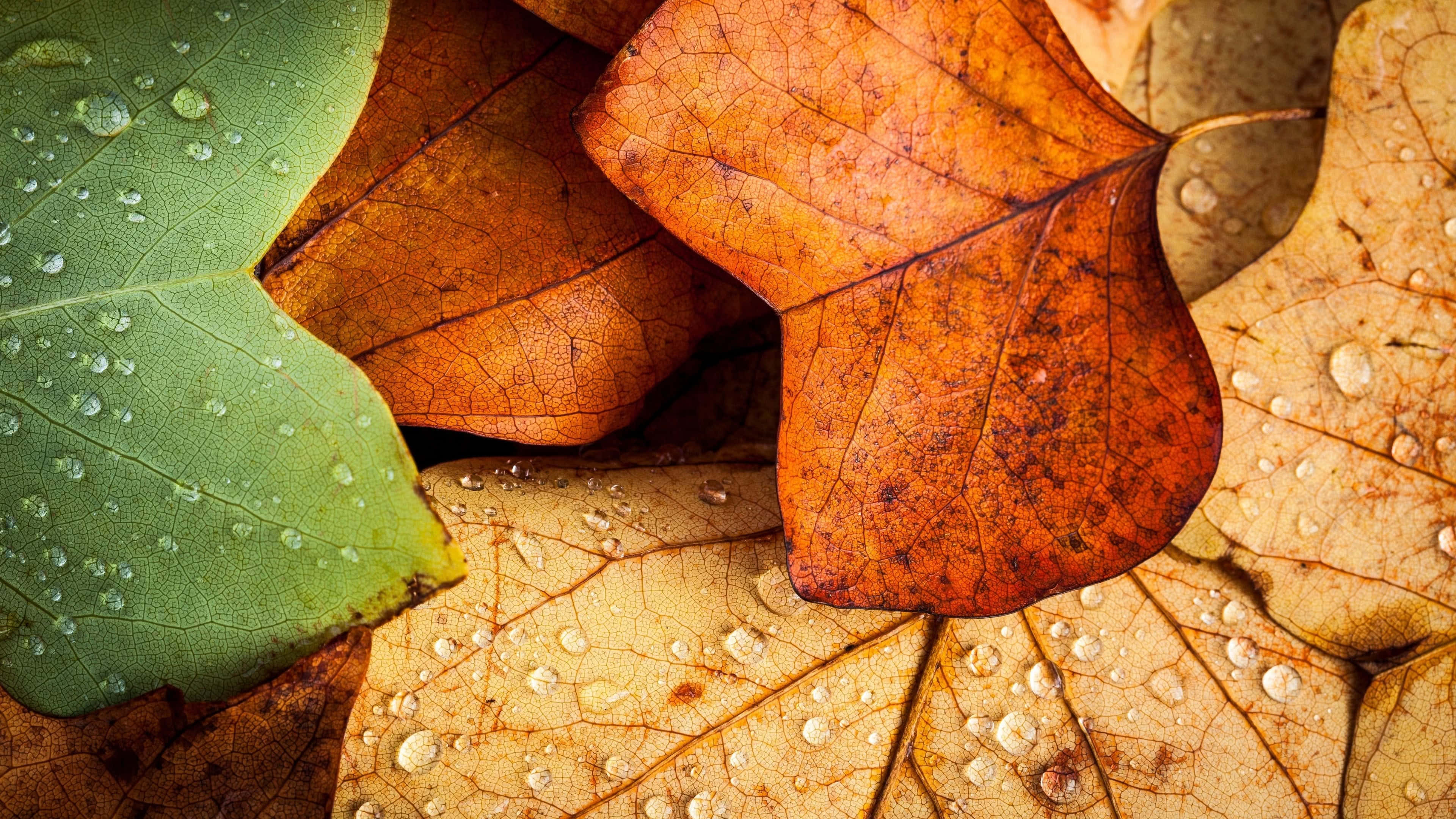 autumn, 4K, orange, 4K Desktop Wallpaper