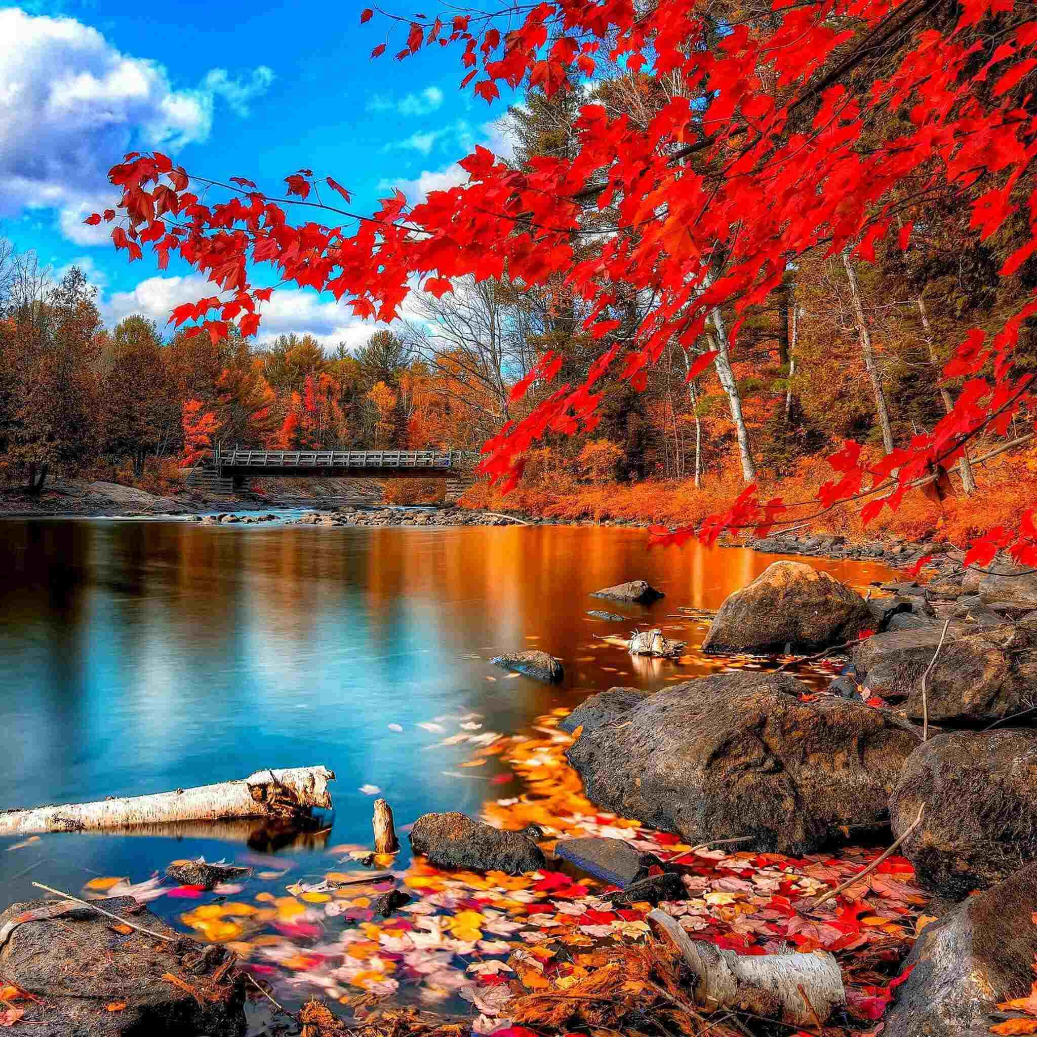 Autumn Lake Serenity, red maple leaves, autumn lake, Full HD Desktop Wallpaper