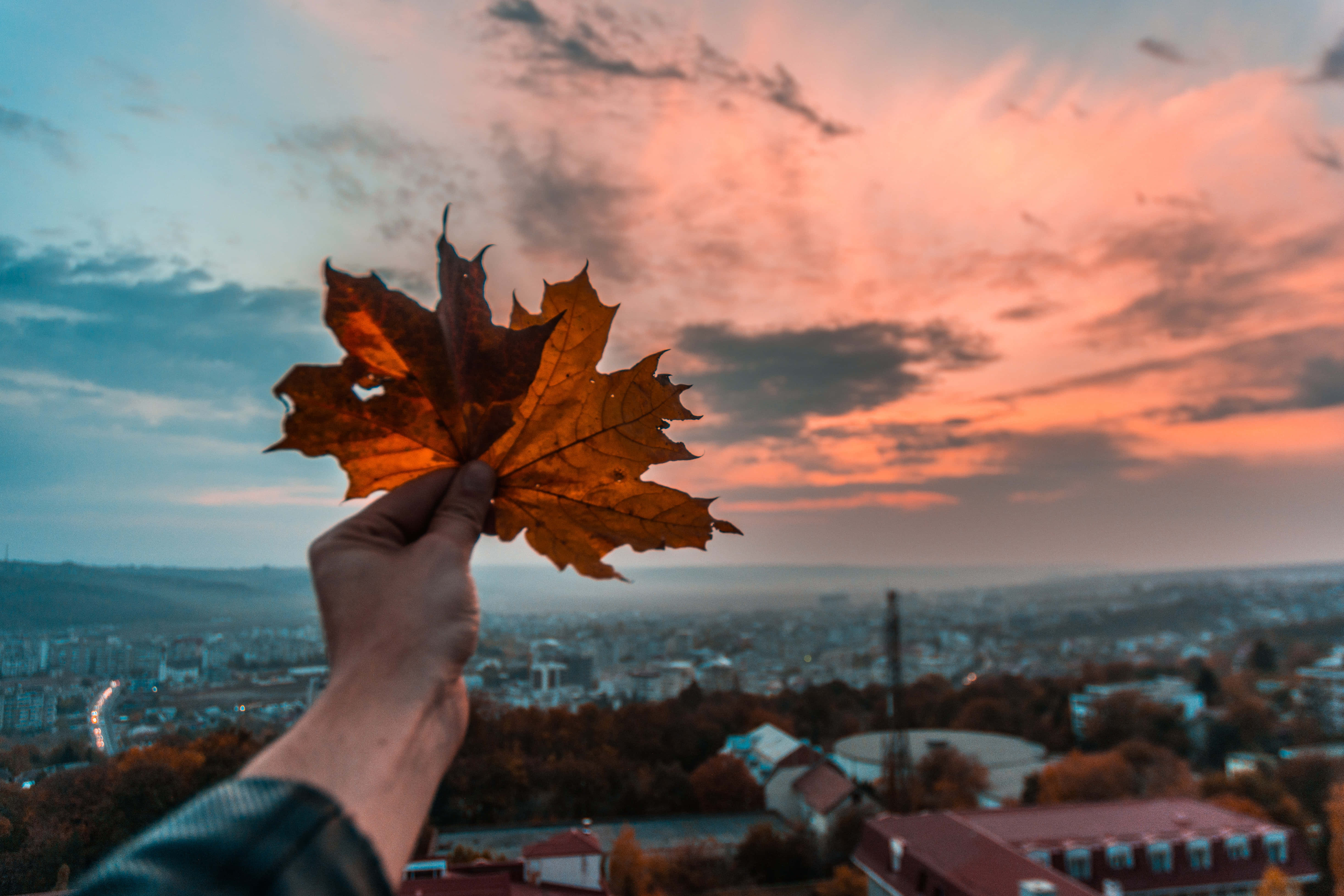 autumn evening, vibrant orange maple leaf, dramatic sunset sky, 5K Desktop Wallpaper