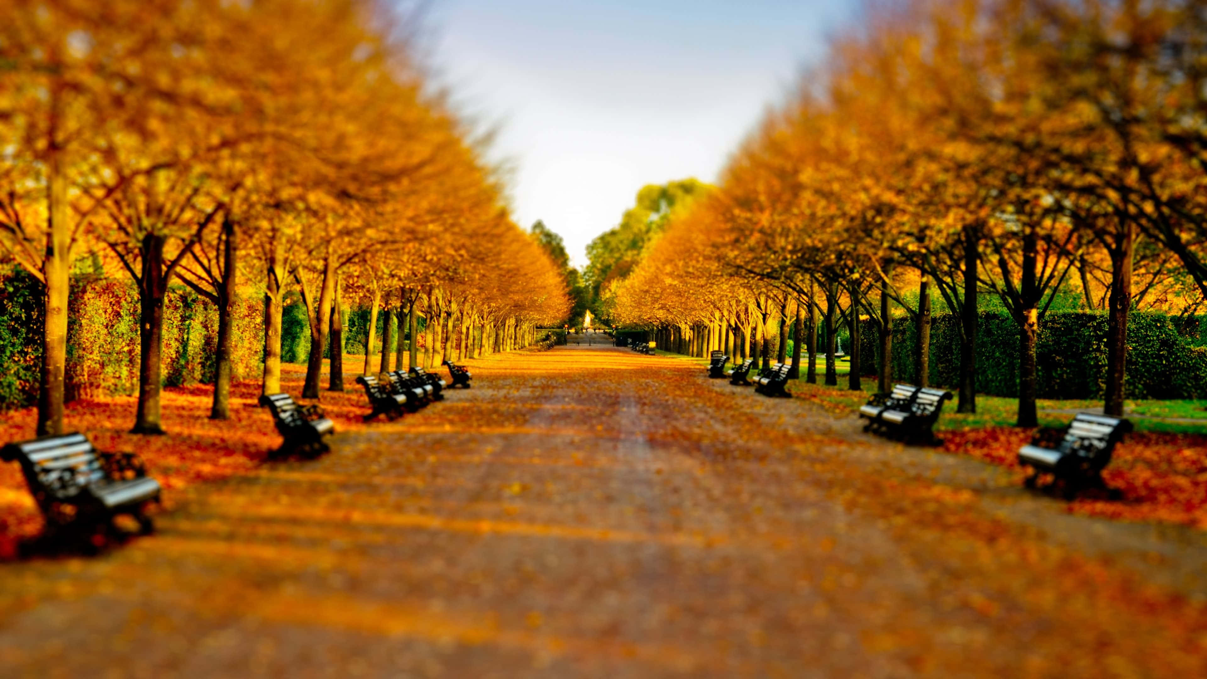 Autumn Wind, golden autumn pathway, trees, 4K Desktop Wallpaper