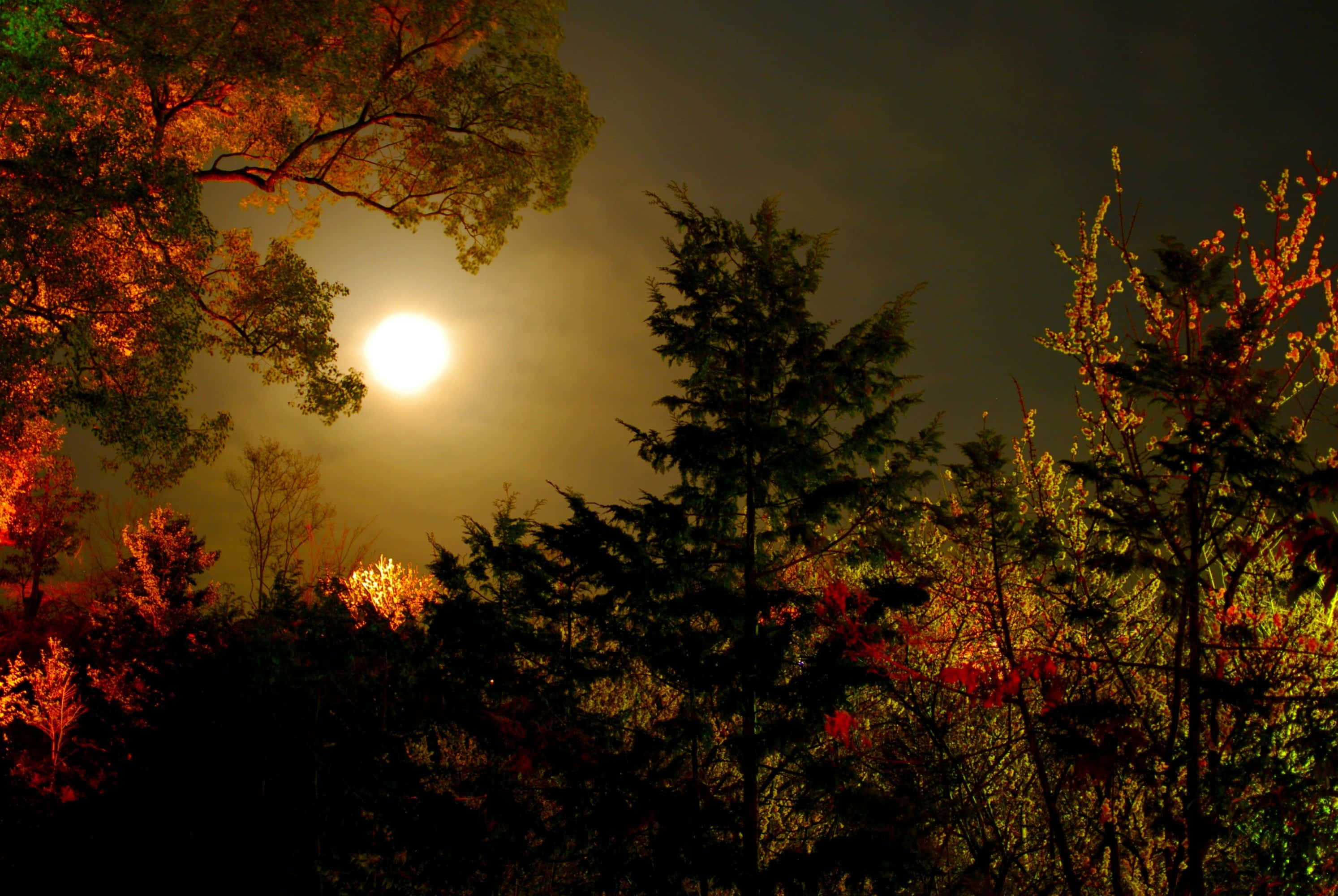 Autumn Evening, full moon, silhouetted trees, 2K Desktop Wallpaper