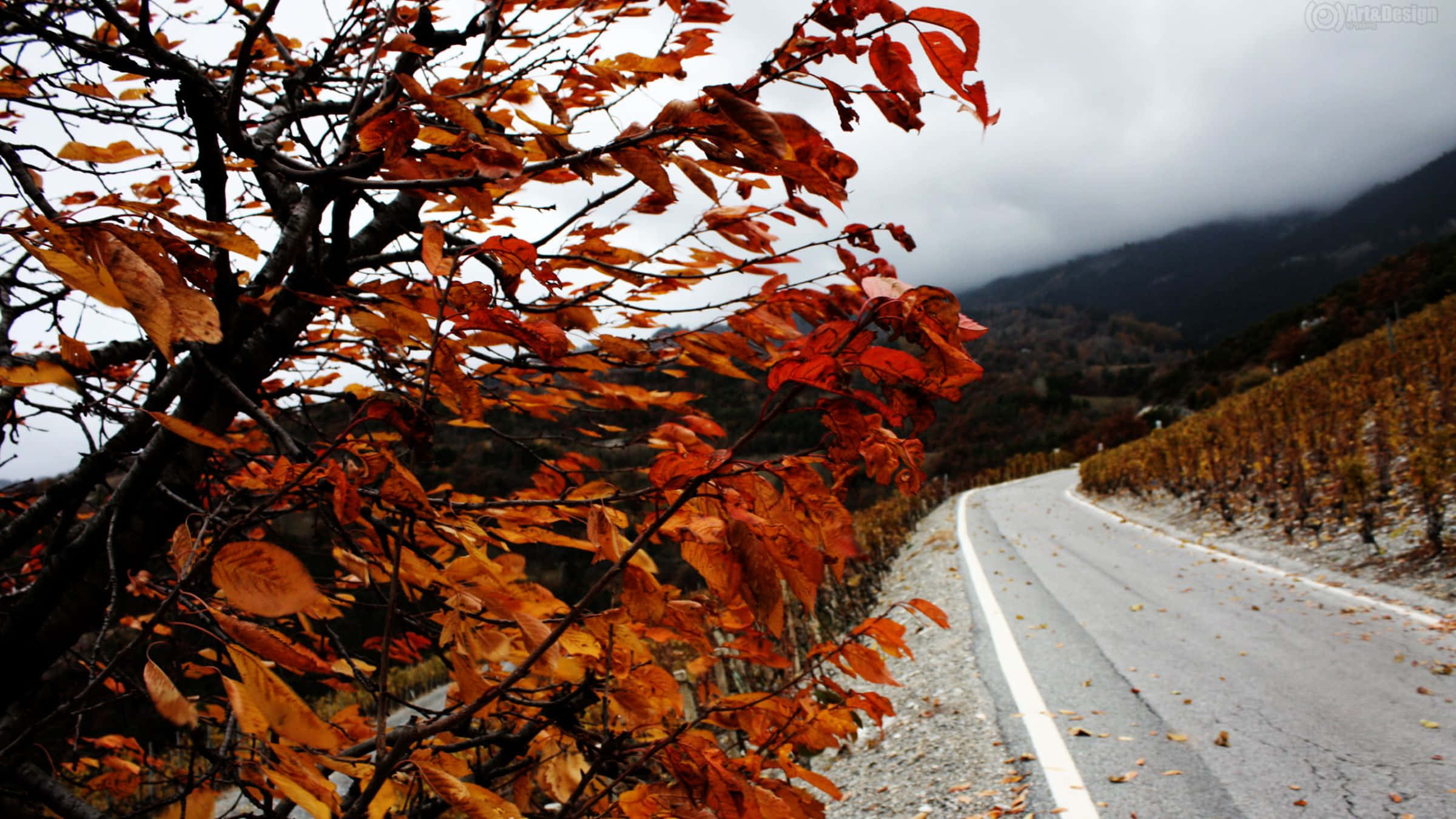 Autumn Wind, winding road, autumn vineyards, Full HD Desktop Wallpaper