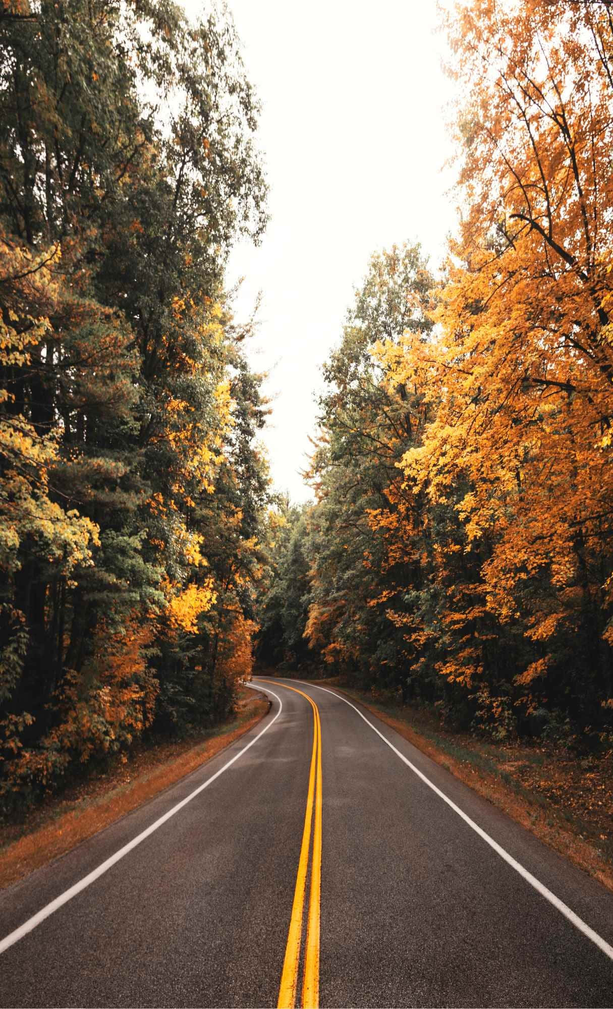 Autumn Road Serenity, winding asphalt road, forest, Full HD Phone Wallpaper