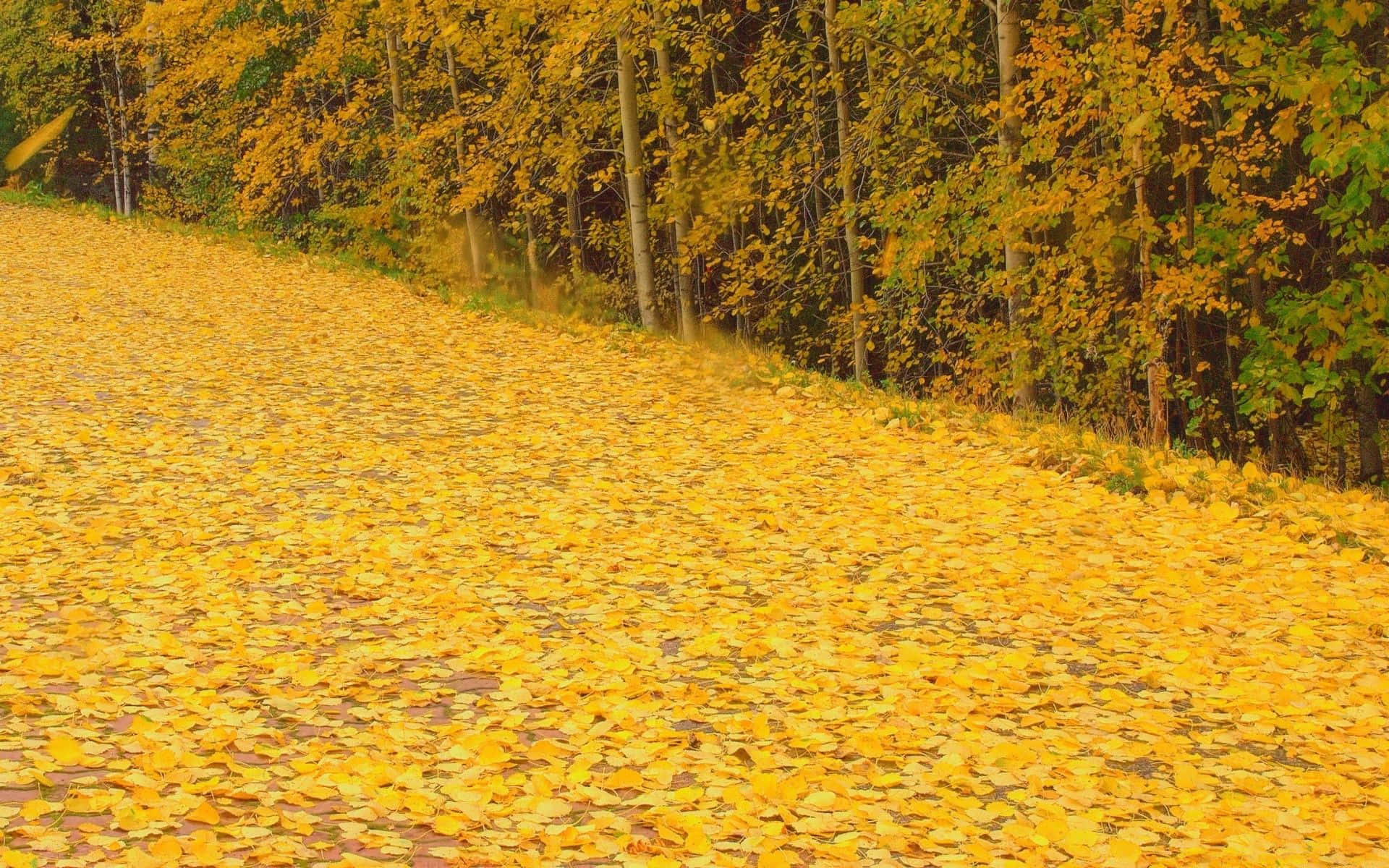 Autumn Wind, golden autumn leaves, sloping path, Full HD Desktop Wallpaper