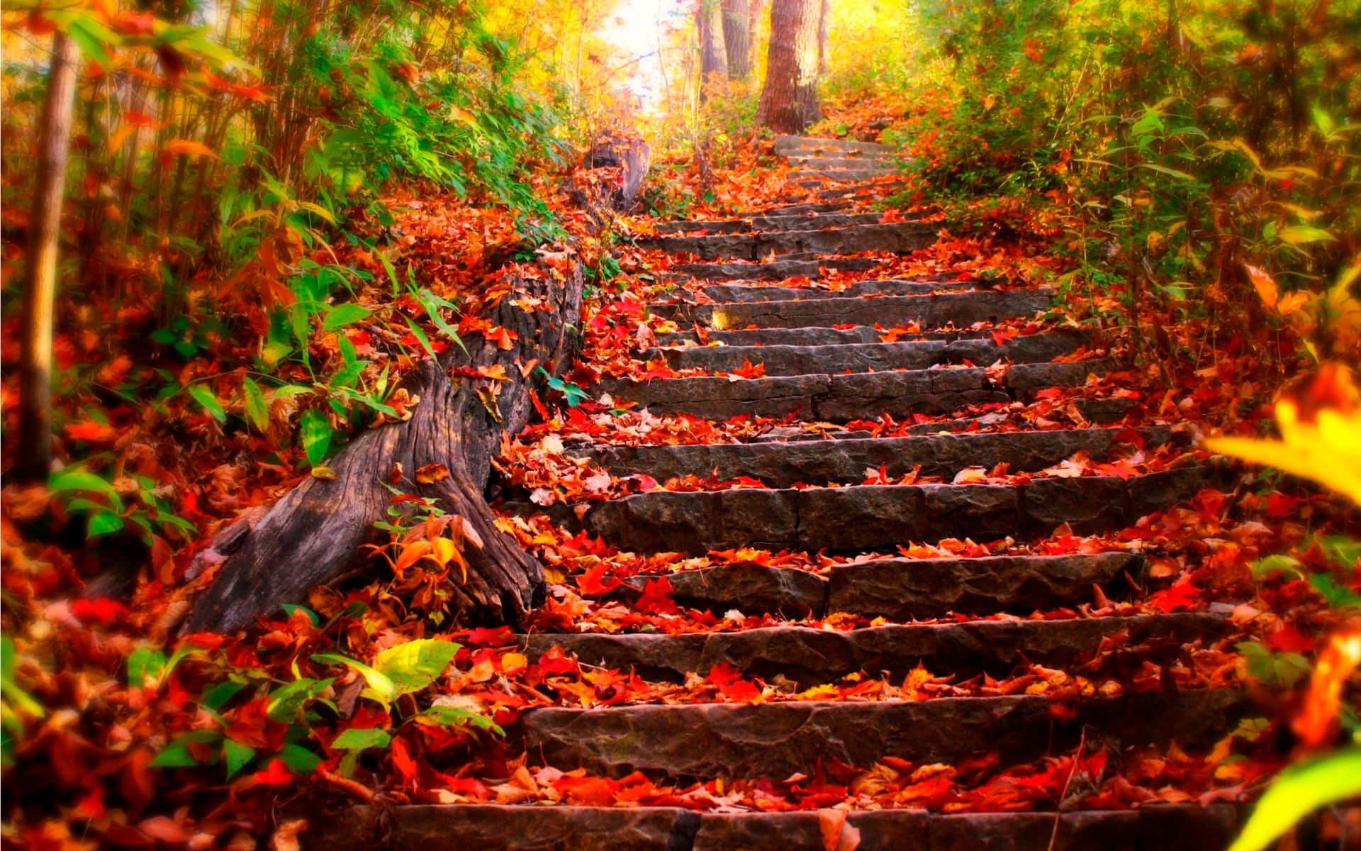 Autumn Wind, stone staircase, forest, Full HD Desktop Wallpaper