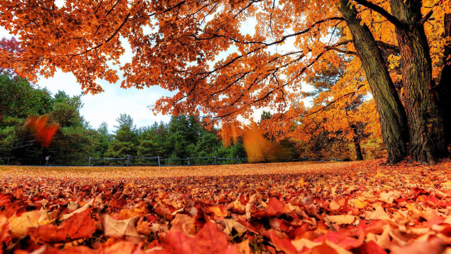 Autumn Wind, forest floor, vibrant orange and red autumn leaves, Full HD Desktop Wallpaper