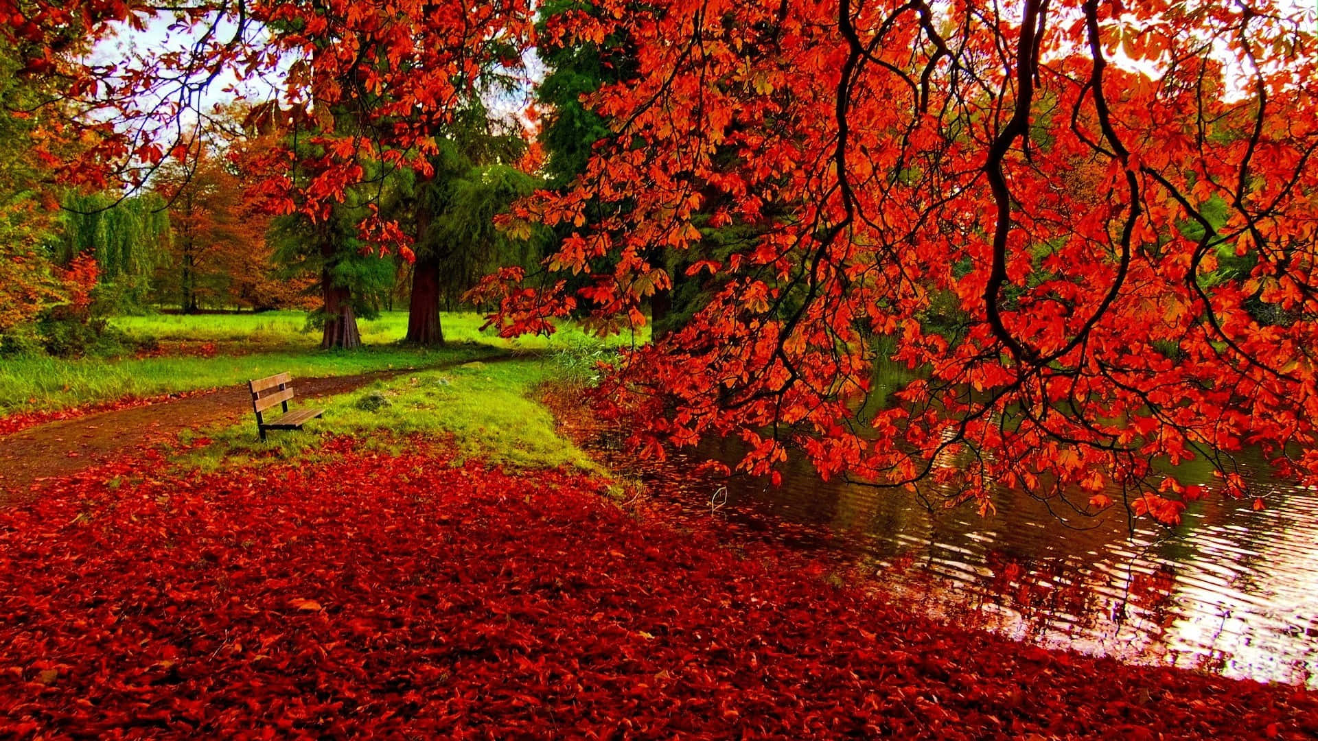 autumn wind, 1920 x 1080, red maple leaves, Full HD Desktop Wallpaper