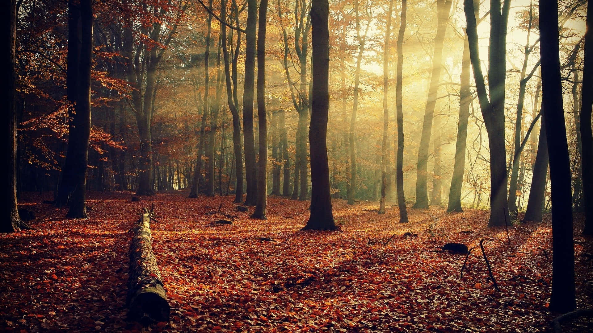 first day of fall, 1920 x 1080, serene lake, Full HD Desktop Wallpaper