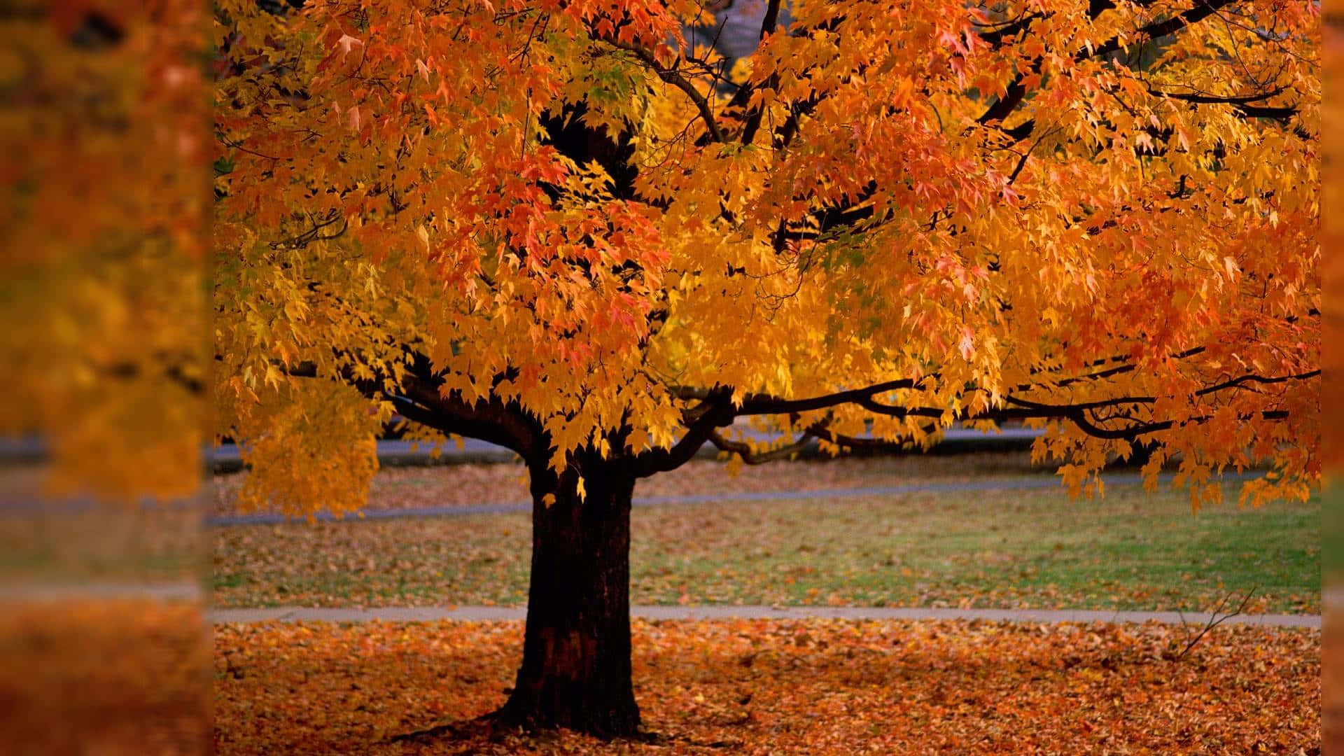 autumn evening, 1920 x 1080, maple tree, Full HD Desktop Wallpaper