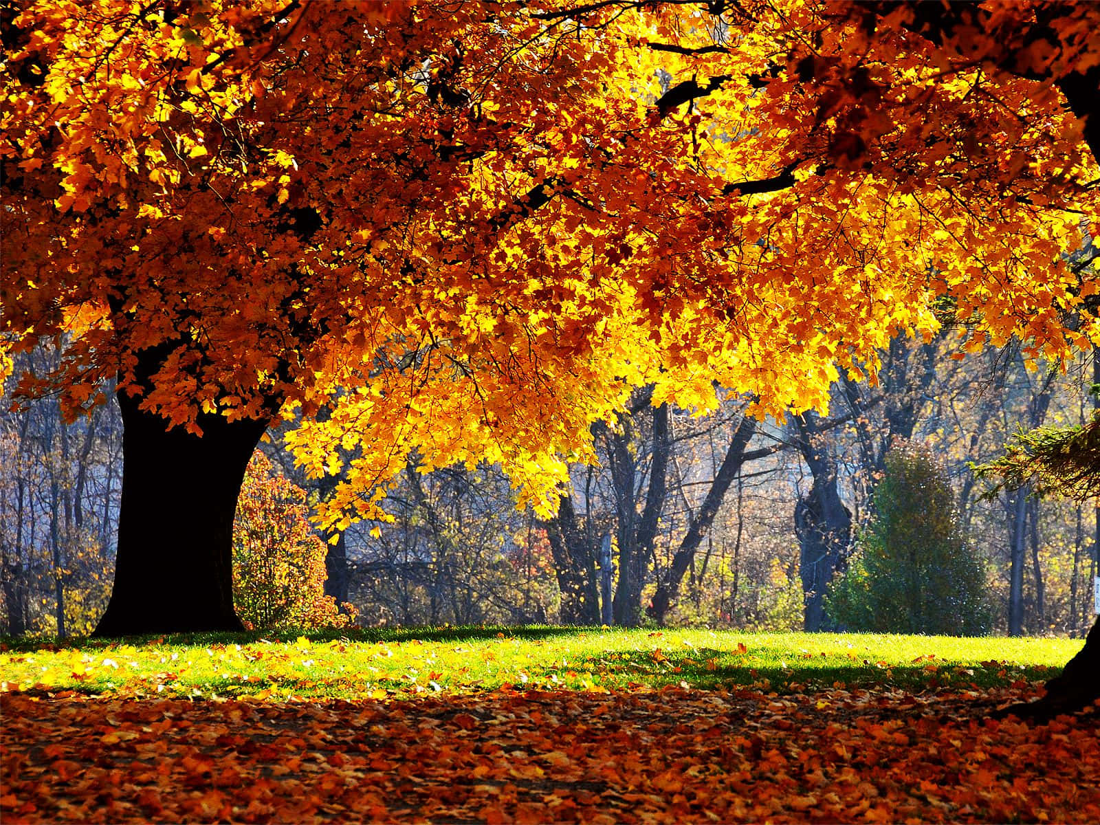 Autumn Wind, fiery orange leaves, sunlit grassy field, HD Desktop Wallpaper