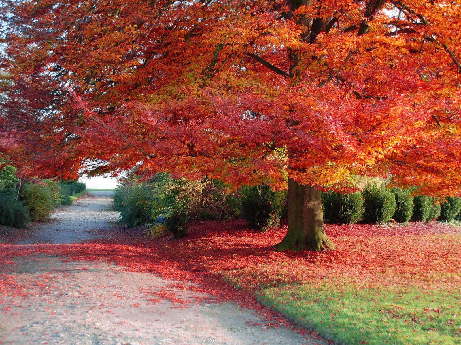 Autumn Wind, fiery red, orange, HD Desktop Wallpaper