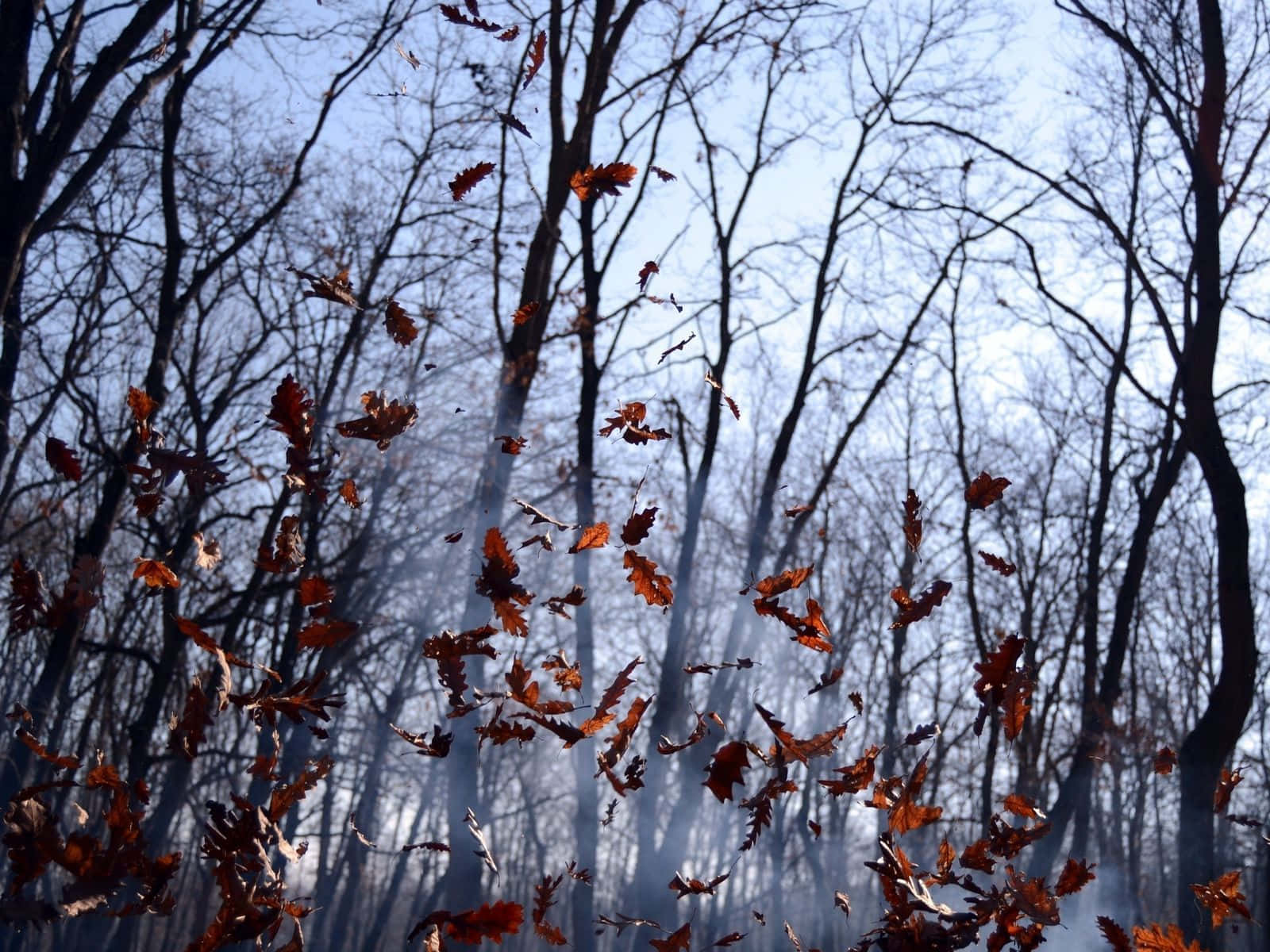 Autumn Wind, 1600 x 1200, autumn leaves, HD Desktop Wallpaper