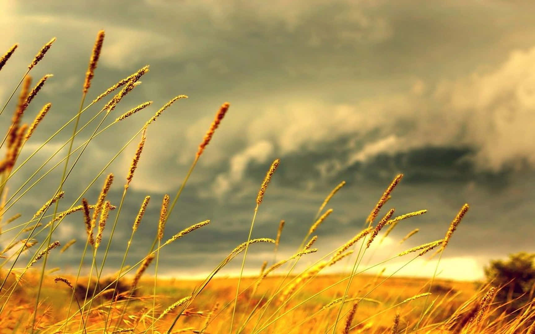 Autumn Wind, golden grasses, cloudy sky, HD Desktop Wallpaper