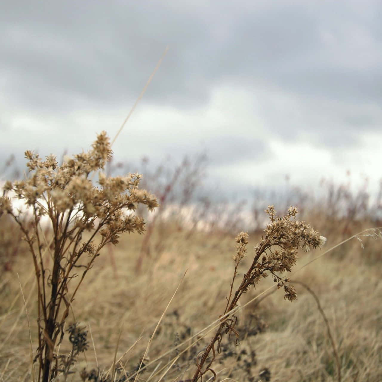 Autumn Wind, 1280 x 1280, overcast sky, HD Desktop Wallpaper