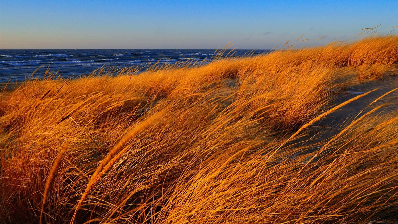 Autumn Wind, golden beach grass, breeze, HD Desktop Wallpaper