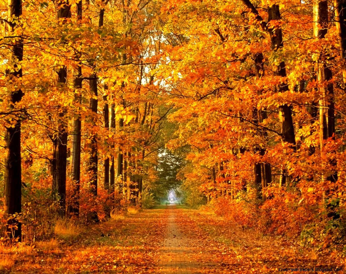 autumn wind, golden leaves, vibrant orange and gold, SD Desktop Wallpaper