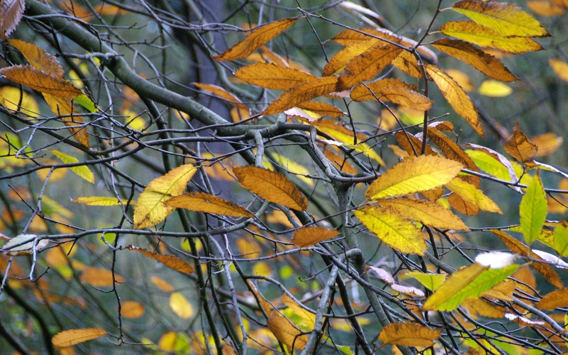 autumn leaves, warm golds and yellows, bare branches, Full HD Desktop Wallpaper
