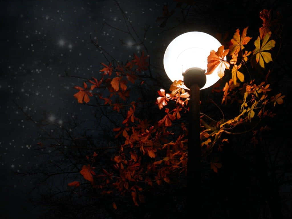 autumn evening, streetlamp, vibrant orange autumn leaves, SD Desktop Wallpaper