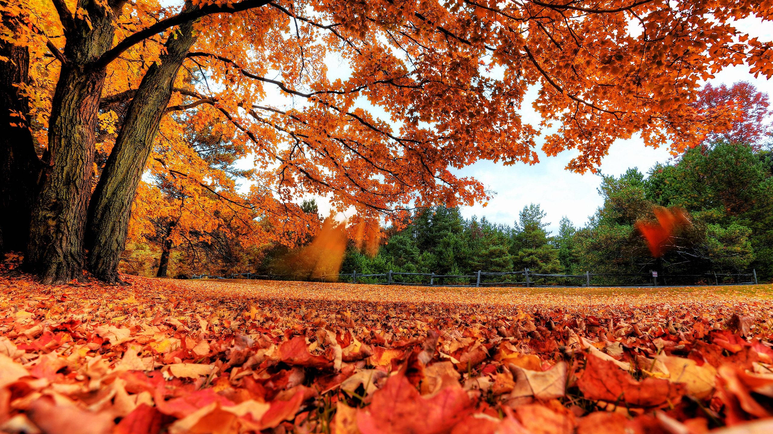 2560x1440, fall, orange leaves, 2K Desktop Wallpaper