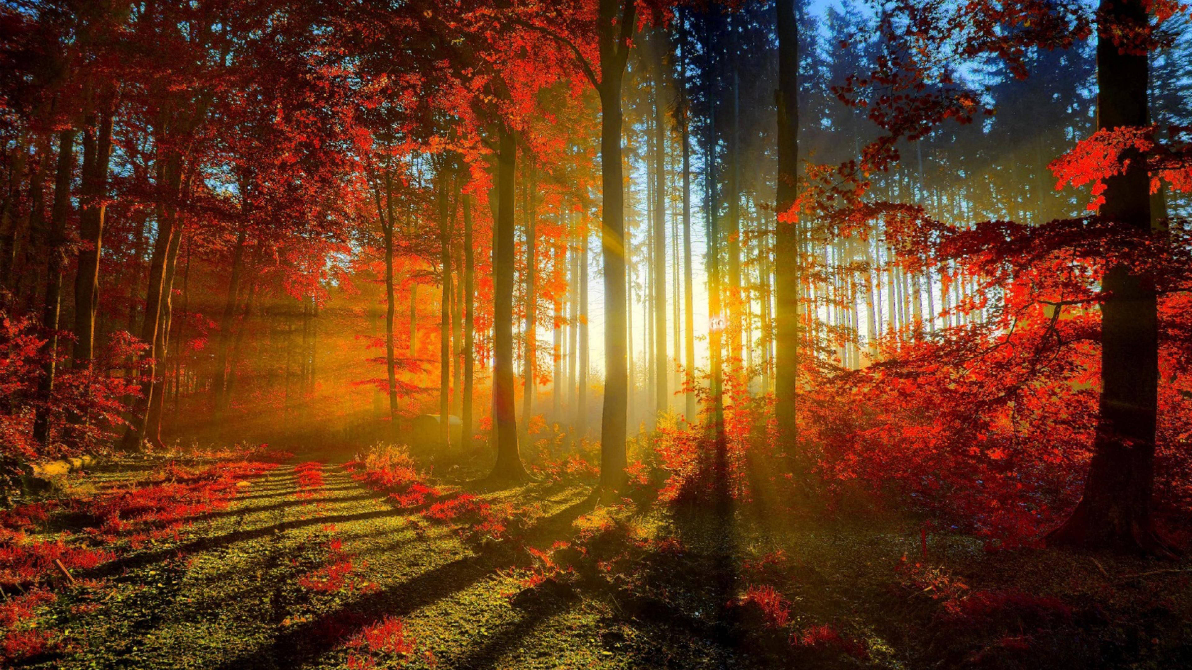 autumn, sunrise, vibrant red autumn leaves, 4K Desktop Wallpaper