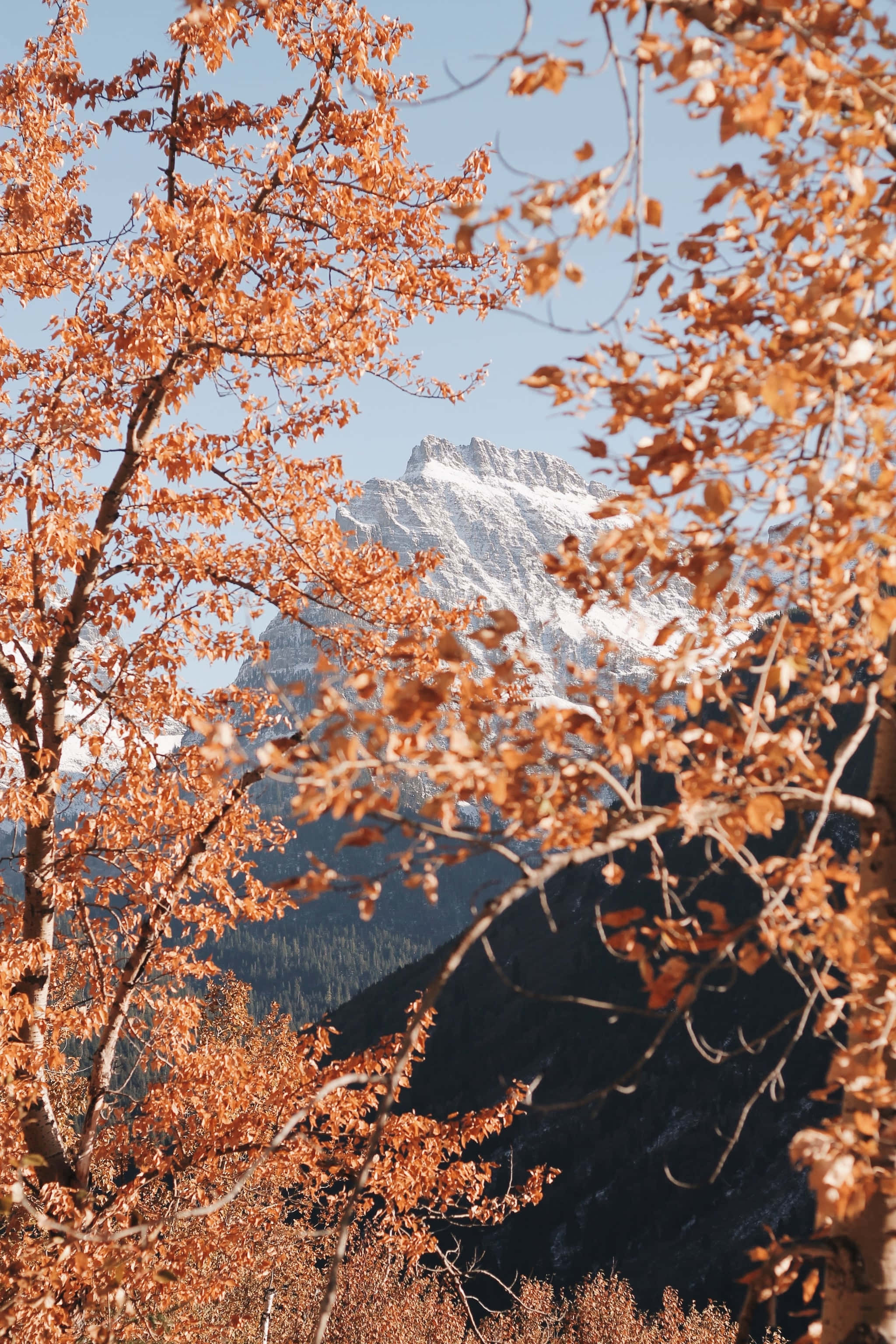 Golden autumn leaves, snow-capped mountain peak, clear blue sky, 2K Phone Wallpaper