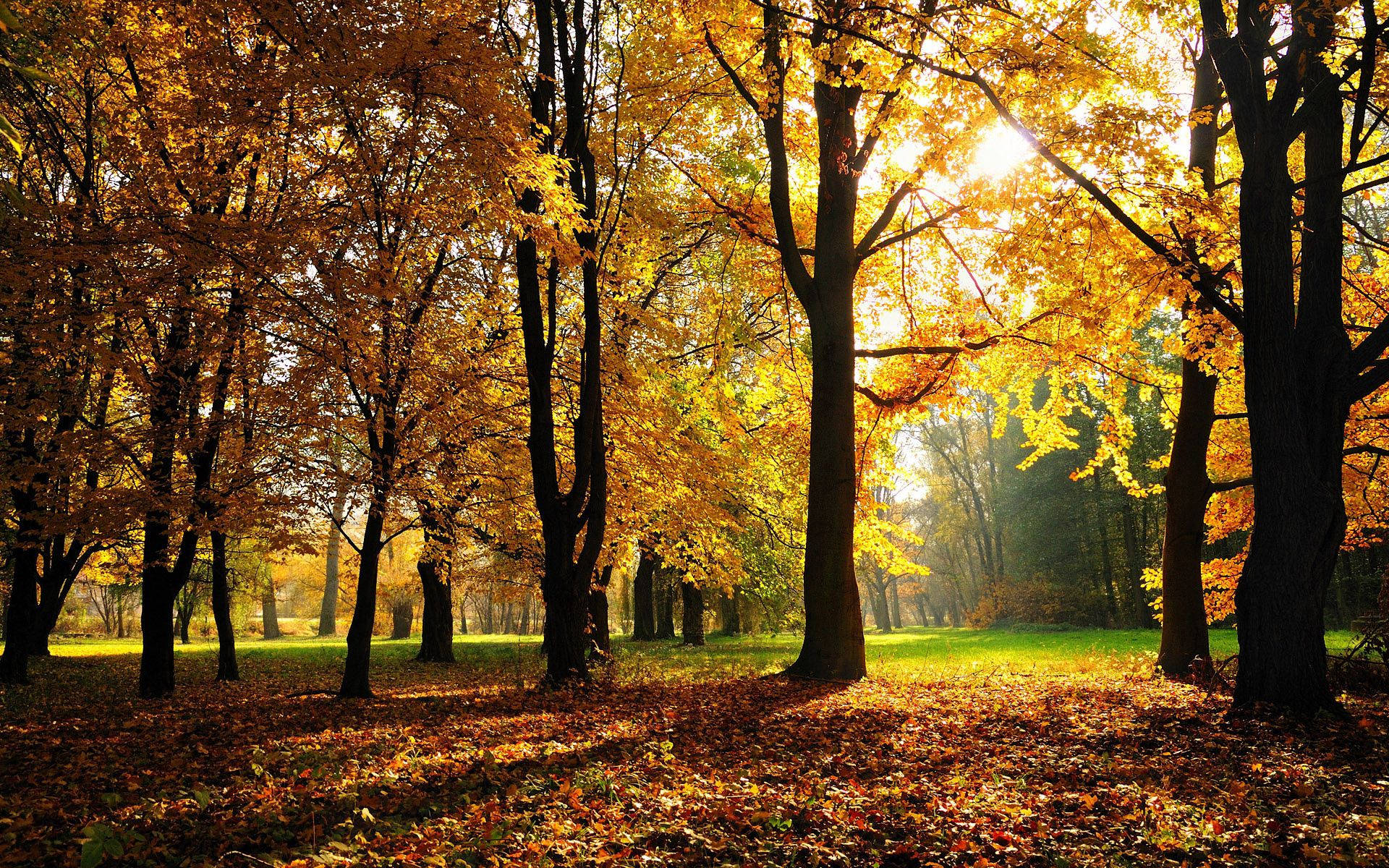autumn, hickories, forest, Full HD Desktop Wallpaper