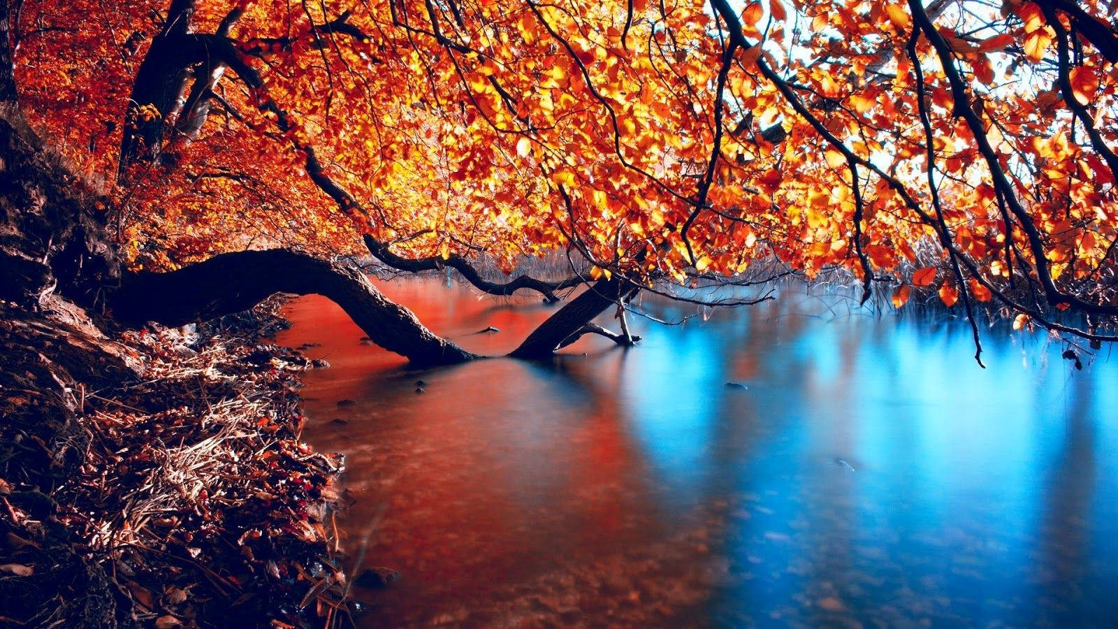 autumn lake, red tree, vibrant orange autumn leaves, HD Desktop Wallpaper