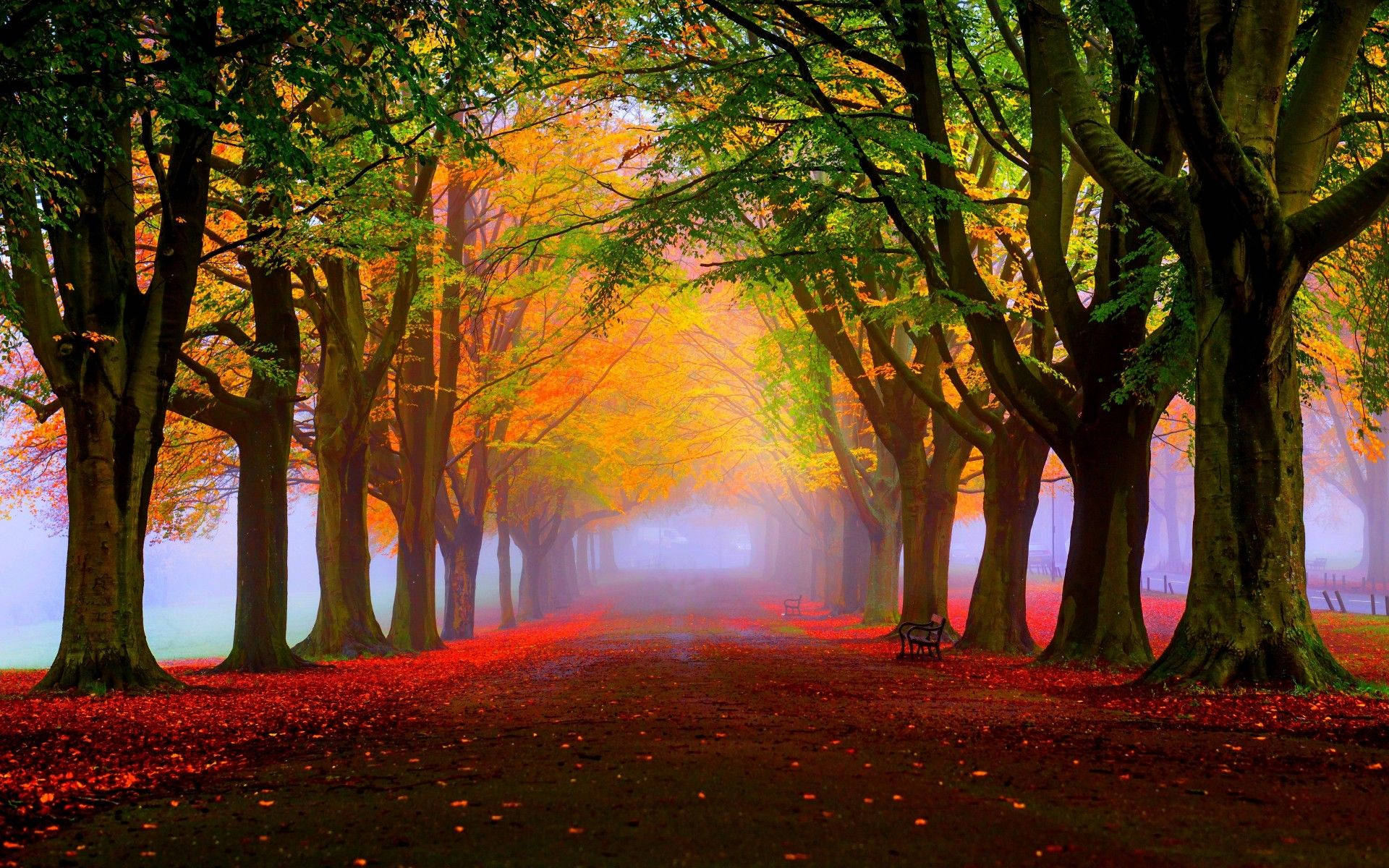 autumn foliage and trees, autumn path, towering trees, Full HD Desktop Wallpaper