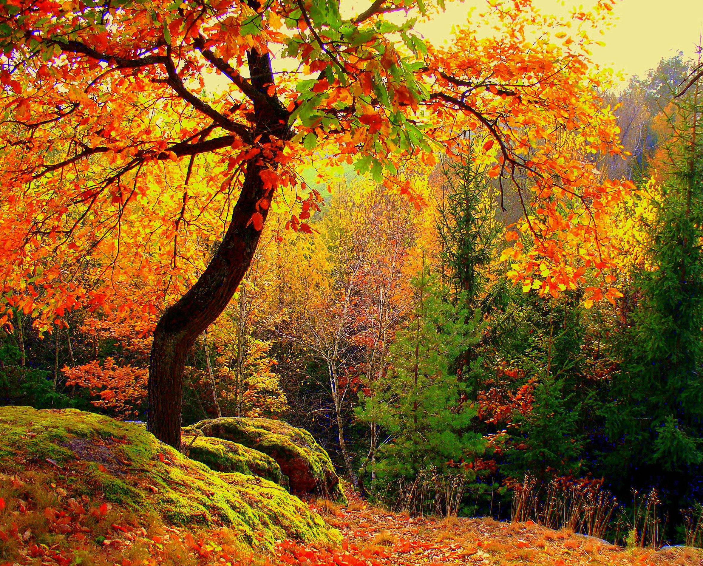 colorful autumn trees, fiery orange leaves, mossy hillside, Full HD Desktop Wallpaper